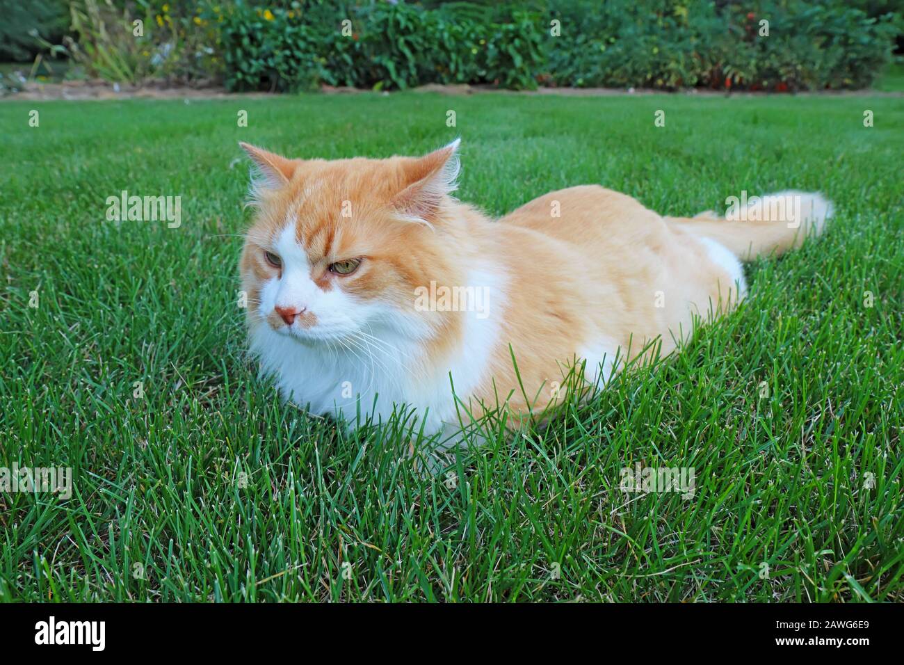 Eine orange-weiße Langhaar Hauskatze (Felis Catus) zum Entspannen in eine Rasenfläche von Grasgrün Stockfoto