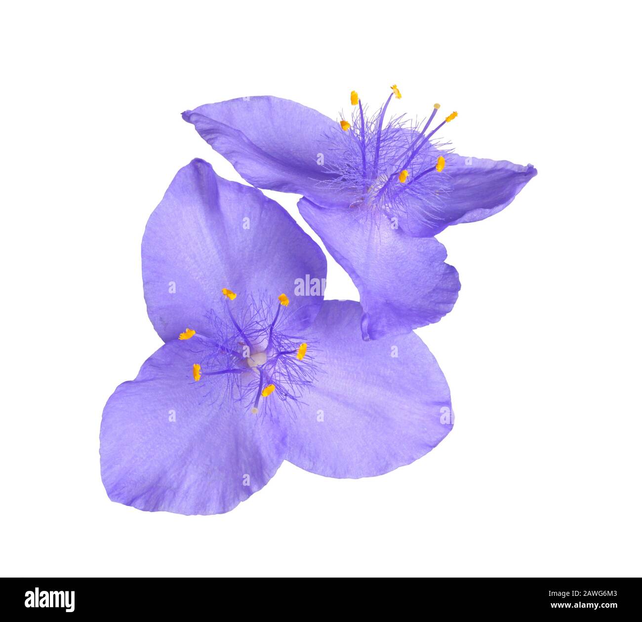 Zwei violette Blumen des nordamerikanischen, mehrjährigen Pflanzenspießworts (wahrscheinlich eine Hybride, an der Tradescantia virginiana und T. ohiensis beteiligt sind) sind isola Stockfoto