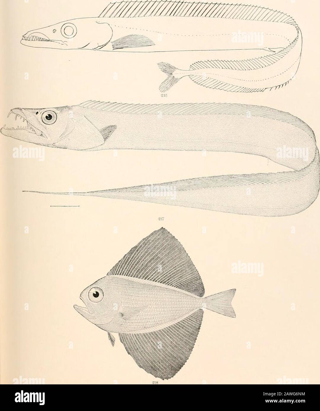 Ozeanische Ichthyologie, eine Abhandlung über die Tiefsee- und Pelagischen Fische der Welt, die vor allem auf den Sammlungen der Dampfer Blake, Albatross und Fish Hawk im Nordwesten des Atlantiks basiert, mit einem Atlas, der 417 Figuren enthält. X^ 213. Lepidopus oaudatus. (S. 203.) 214. Evoxtmetopon tjeniatus. (S. 2040 215. Benthodesmus atlanticus. (S. 205.) GOODE UND BEAN.-OCEAN IC ICHTHYOLOGY. PLATTE LIX... 816. Aphanopcs cakbo. (S. 207.1 217. Trichiukus leptous. (S. 20S.) 218. Ptekacus carolinus. (S. 212.) GOODE UND BEAN-OZEANISCHER IHTHYOLOGY. Platte LX *&lt;£} Stockfoto