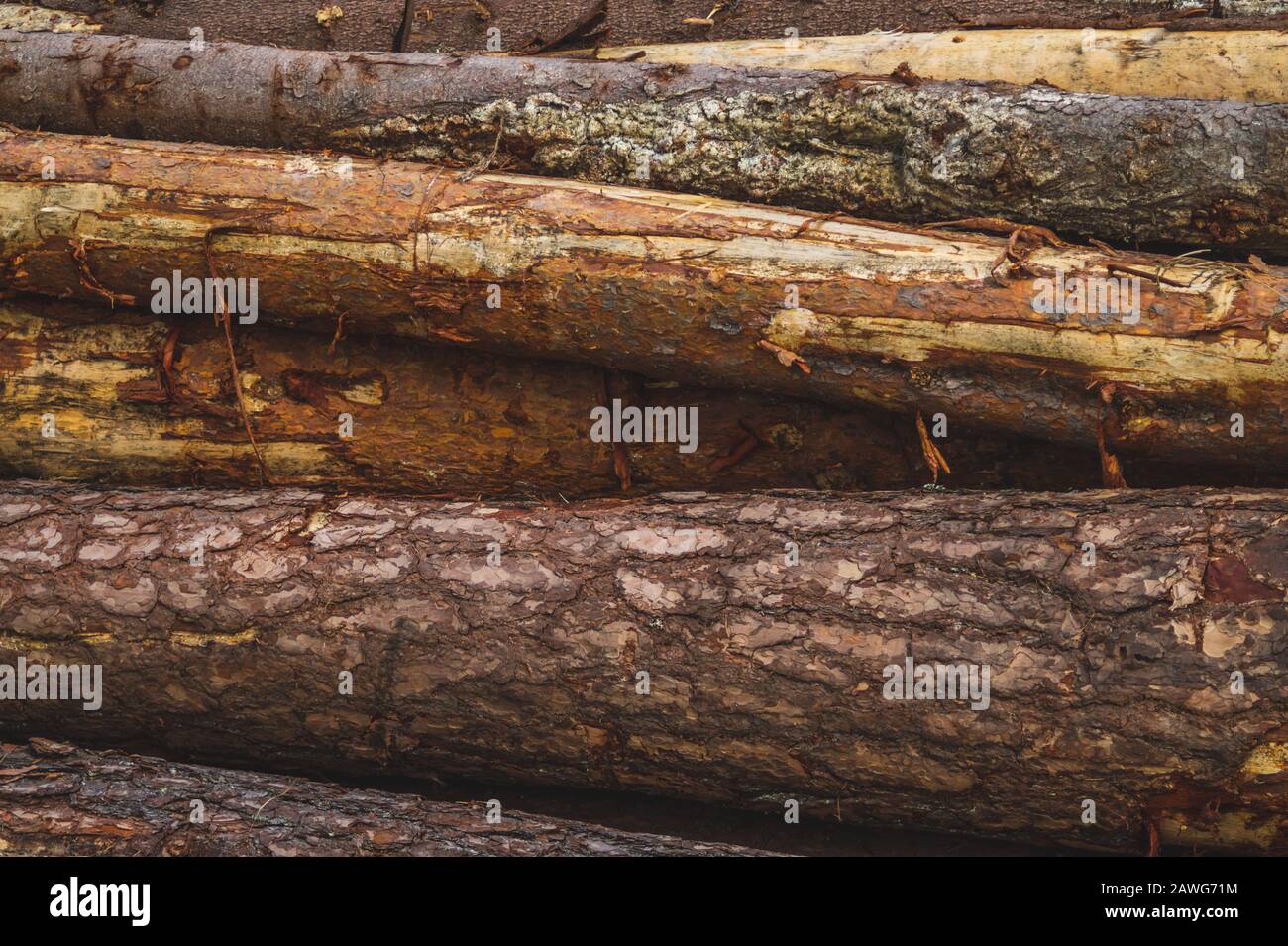 Holzholzstämme Textur Holzhintergrund unbehandeltes Holz Stockfoto