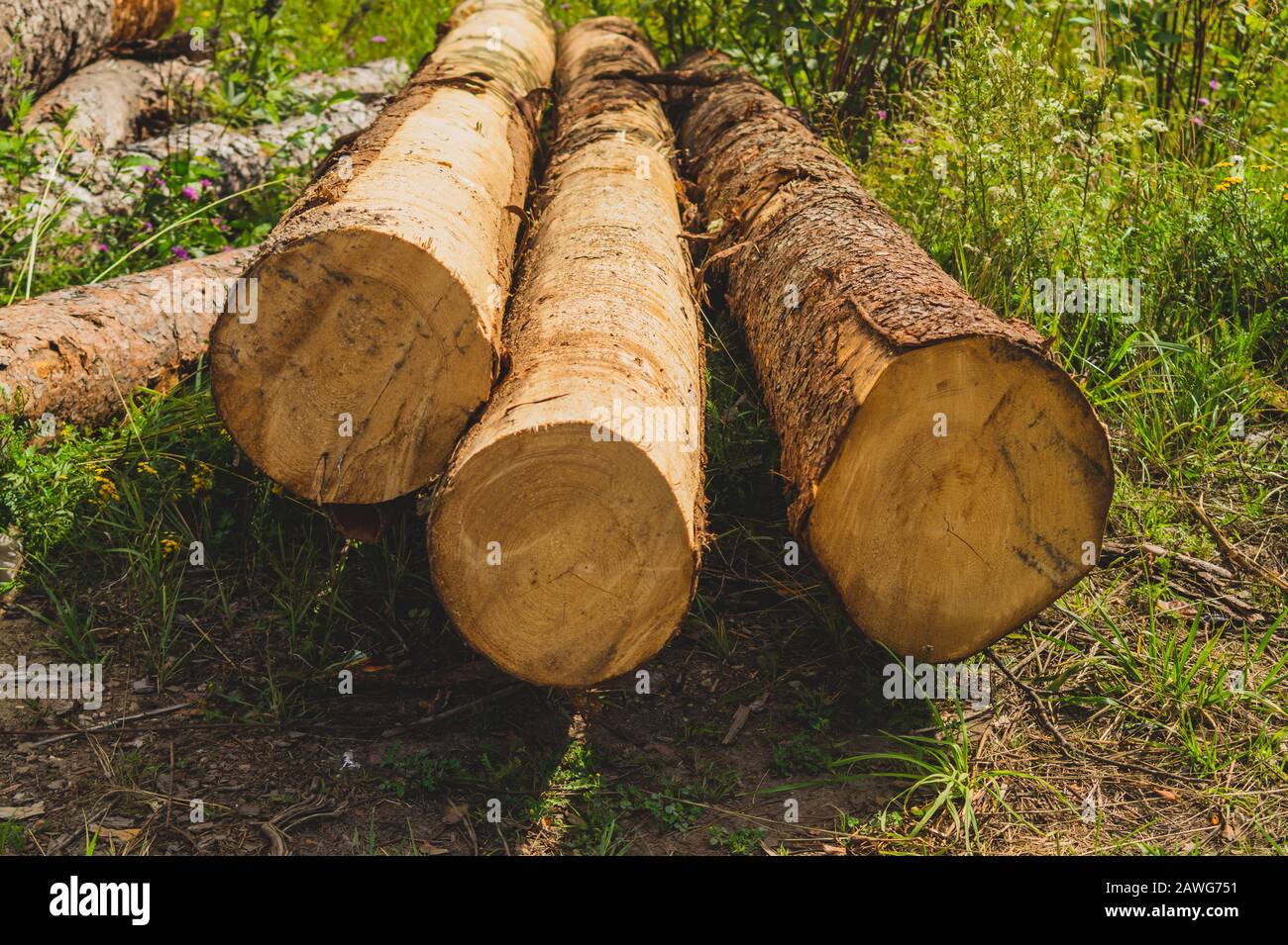 Holzstämme, Holzhintergrund, unbehandeltes Holz Stockfoto