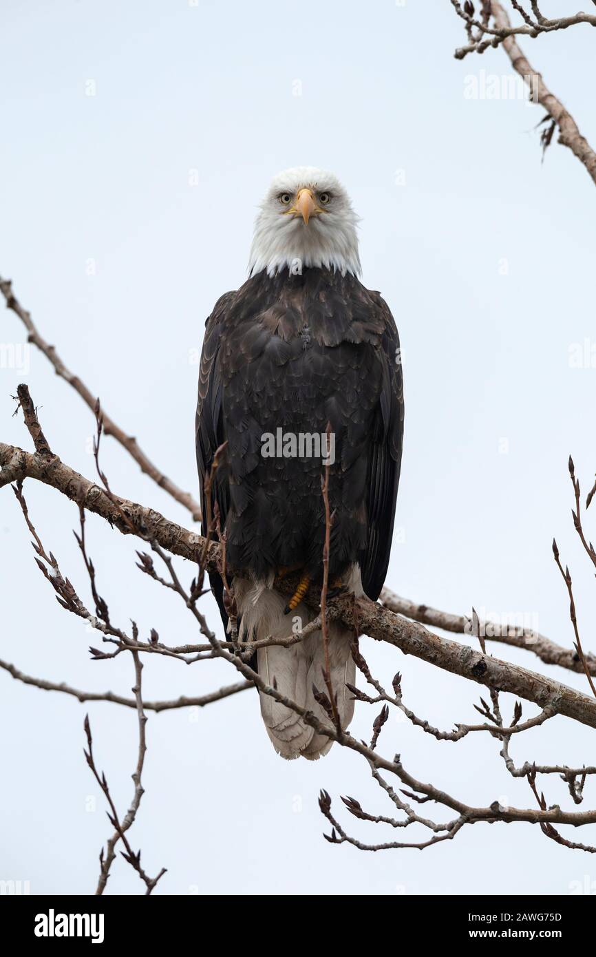 Weißkopfseeadler Vogel in Richmond BC Kanada Stockfoto