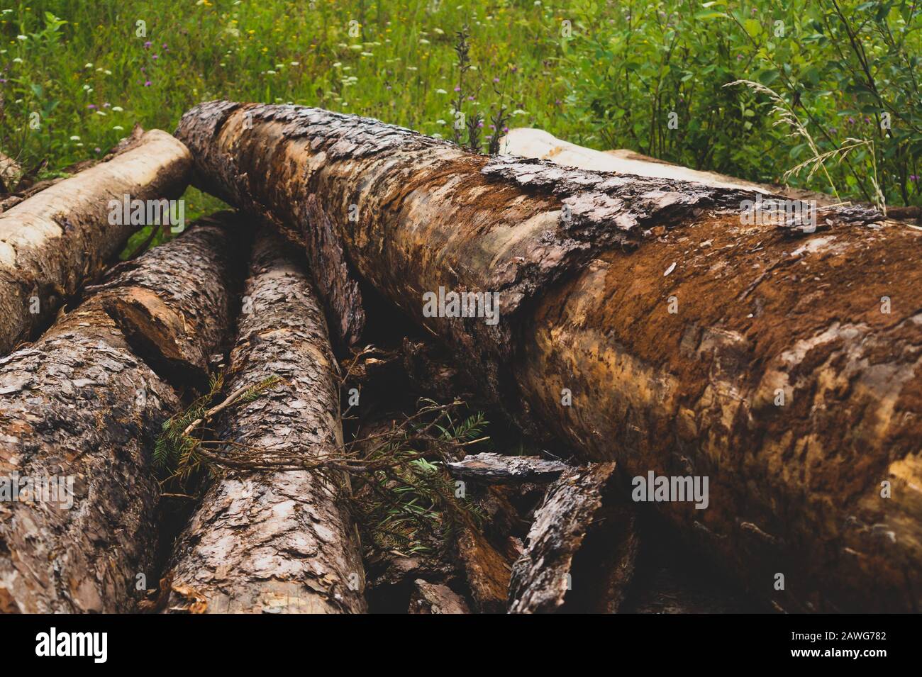 Holzstämme, Holzhintergrund, unbehandeltes Holz Stockfoto