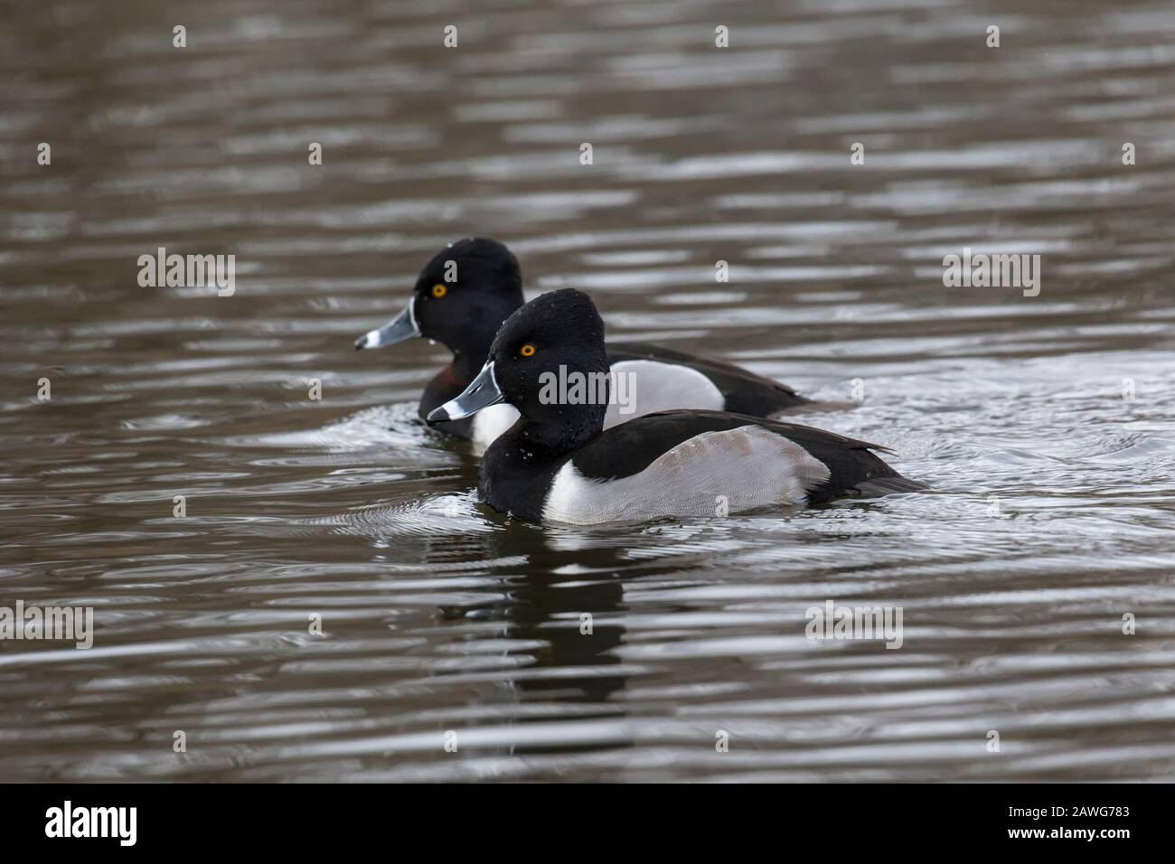 Ringelhalsente bei Delta BC Canada Stockfoto