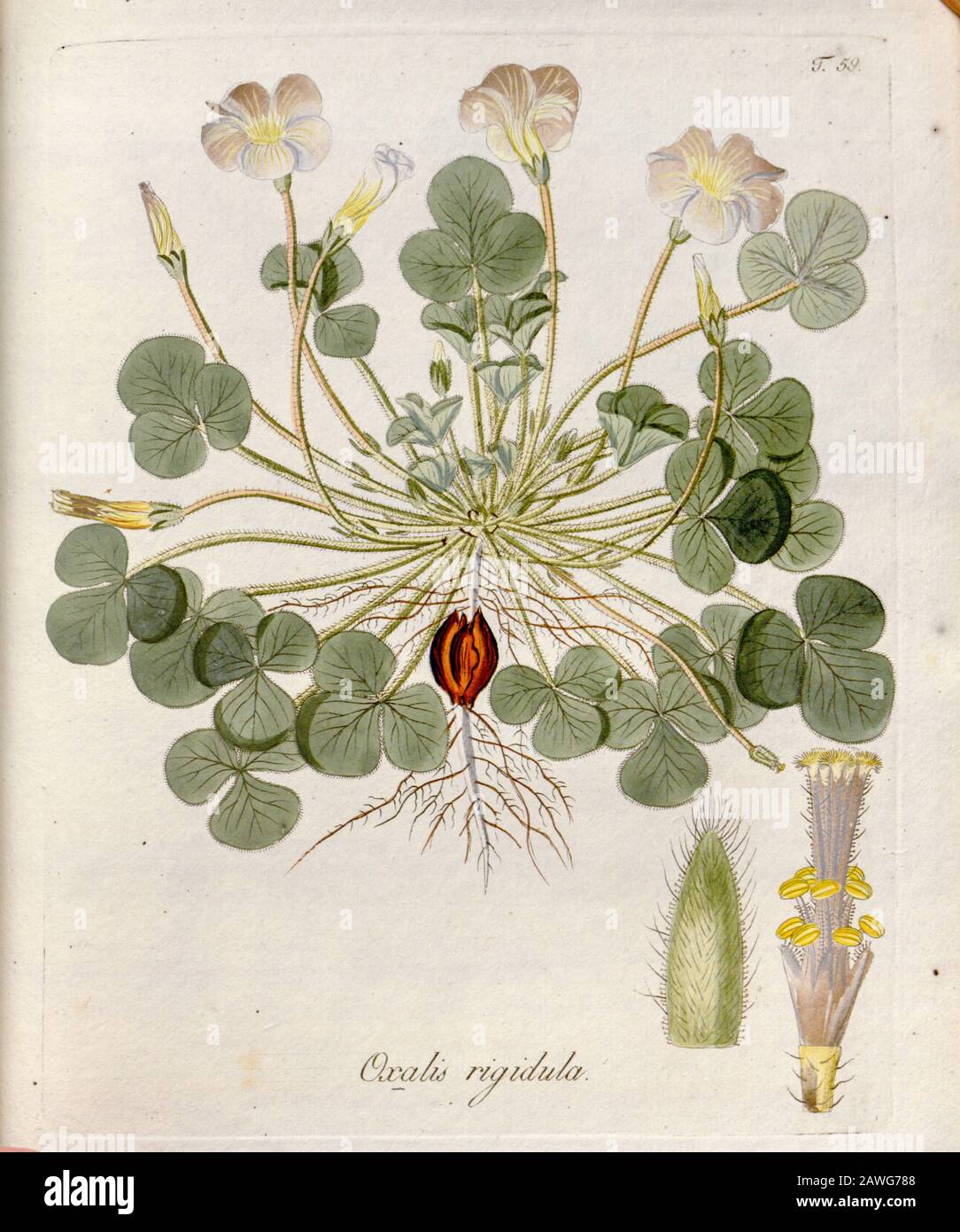 Woodsorrel (Oxalis rigidula). Illustration aus 'Oxalis Monographia iconibus illucata' von Nikolaus Joseph Jacquin (177-1798). Veröffentlicht im Jahre 1797-177 Stockfoto