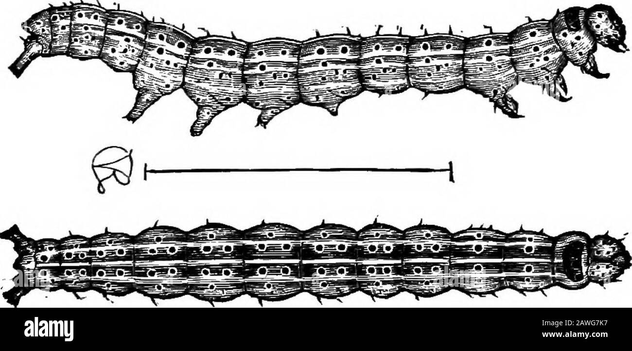 Produktive Landwirtschaft . Smiths Economic Entomology. Abb. 65o.-Baumwoll-Quadrat, mit boll-weevil-Ausschießschema. Natürliche Größe (Nach Jäger.) Abb. 65&.-Baumwollwurm von der Seite und von oben. 1. Indem man die Baumwollernte zur frühen Reife zwingt, wird der Verlust durch Weevils überwunden. Der Züchter sollte 128 PRODUKTIVE BAUERNSTELLEN zwingen, seine Ernte zu setzen viele Bollen, bevor Weevils reichlich sind.Erst die späten Knospen erhalten dann den Angriff des Feindes. Das Forcen erfolgt auf verschiedene Weise: (A) Den Boden gründlich und früh vorbereiten. (6) Früh Pflanzen und genug Saatgut für einen guten Stand der Pflanzen verwenden. (C) Kultivierung oft während Stockfoto