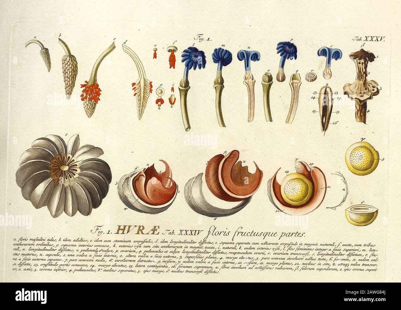 Farbiger Copperplate aus dem 18. Jahrhundert mit Gravur eines Querschnitts und Teilen einer magnolienblume aus hortus nitidissimus von Christoph Jakob Trew (Nürnberg 175-1750-172) Stockfoto