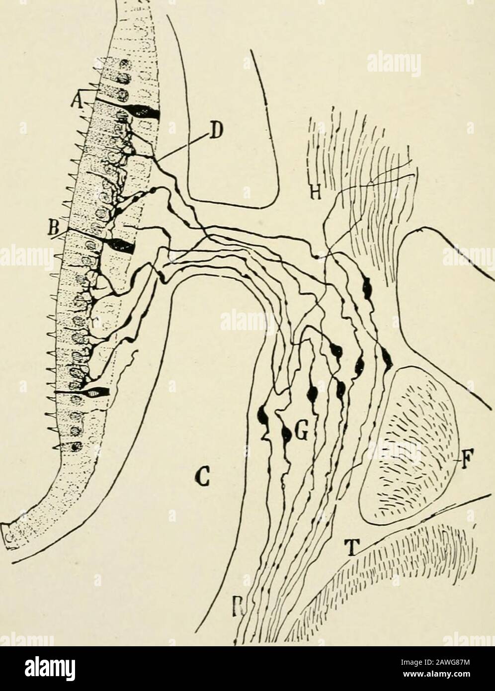 Die Anatomie des Nervensystems aus Sicht der Entwicklung und Funktion . diese Zellen gibt es von Kollateralen und pos-konditionell auch terminale Äste ab, und von ihnen wird gesagt, dass sie zusätzliche Fasern erhalten.Aber nach Cajal gehen die hier entstehenden Axone nicht in den lateralen lem-niscus über, Aber werden medial in die retikuläre Bildung gelenkt. Beim erreichen des Mesenzephalons endet der laterale Lemniscus teilweise im inferioren Colliculus, sendet aber auch Äste und Direktfasern über das diasorale Quadrateminalbrachium an den medialen Genikulatkörper. Während die ME 188 DIE NERVO Stockfoto