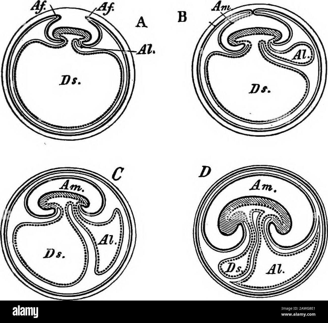 Die Entwicklung des menschlichen Körpers; ein Handbuch der menschlichen Embryologie . , wird stark verändert, die Kombination von embronalem und mütterlichem Strukturieren, was als die Deziduce bezeichnet wird, aufgrund seiner bei der Geburt weggeworfenen Beimischung, wenn die parasitäre Lebensweise aufgivt wird. Darüber hinaus wurde bereits beobachtet, dass viele peculiarische Veränderungen der Entwicklung im menschlichen Embryoresult aus der Vererbung von Strukturen von mehr oder weniger abgelegenen Vorfahren und unter den embryo adnexes Strukturen, die in mehr oder weniger modifizierten Zustandsorganen von erheblichem funktionalem Impor darstellen, aufbauten Stockfoto