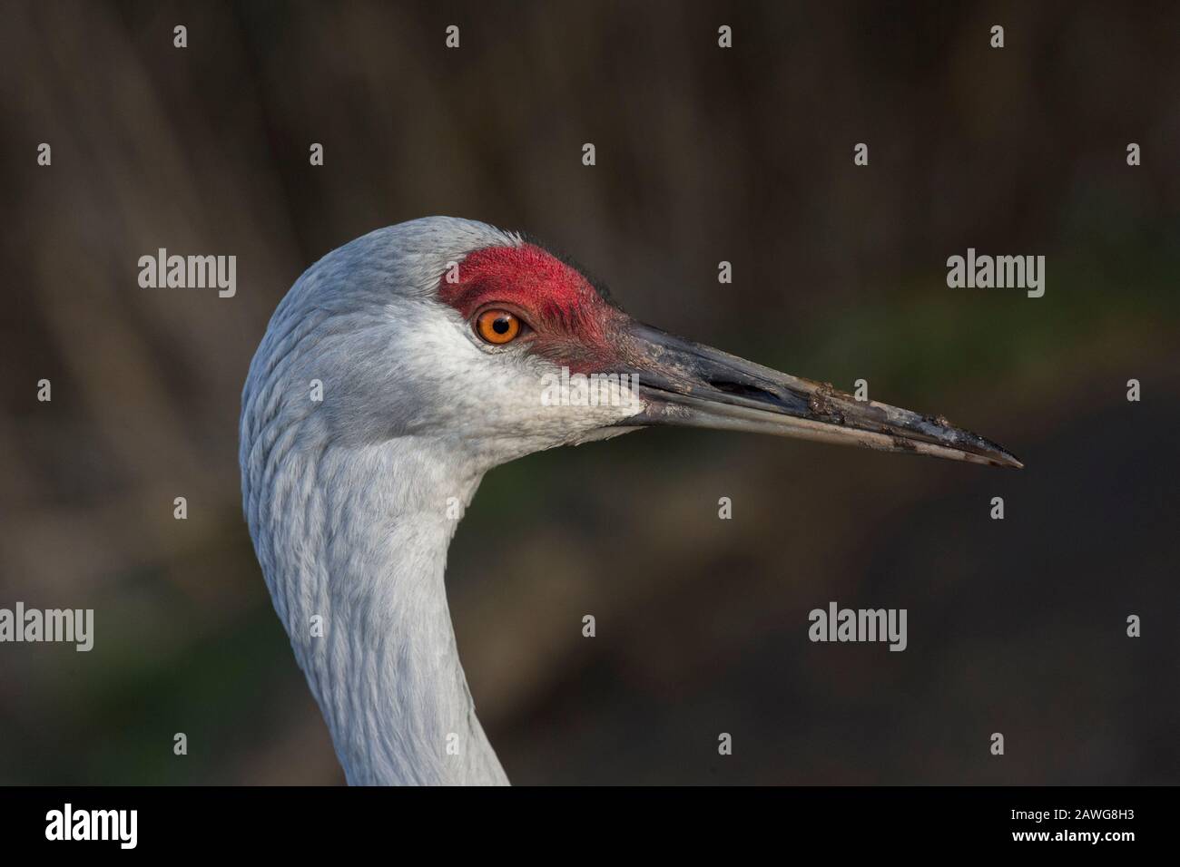 Sandhill-Kranvogel bei Delta BC Canada Stockfoto