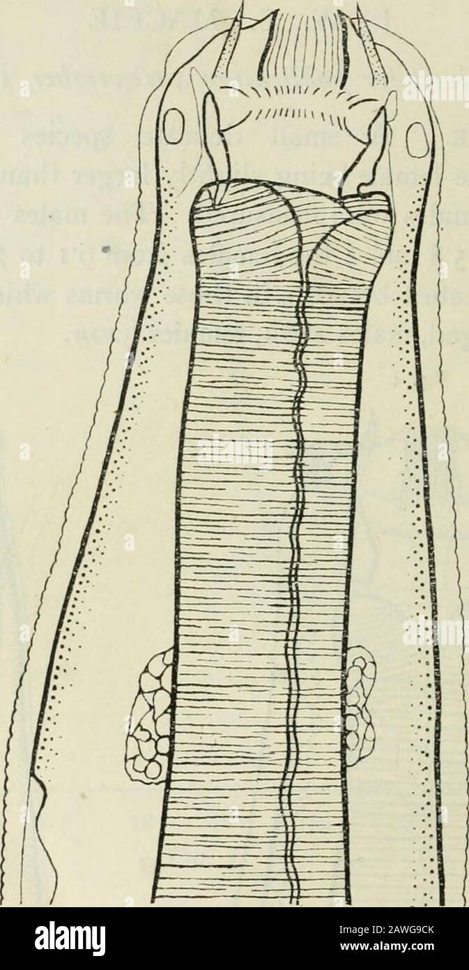 Die Annalen der Tropenmedizin und Parasitologie sind eindeutig. Mouih-Kragen. Durch eine Definitekonstriktion vom Rest der Haut abgezeichnet. 274 Kopfpapillen. Submedian, zugespitzt und über die Elemente der äußeren Blattkrone hinaus vorstehend, sind ihre Extremitäten nicht durch seitliche Kerben getrennt; seitlich, vorstehend. Mundkapsel. Ellipsoidal im Querschnitt, das Verhältnis des thelateralen Durchmessers zum dorso-ventralen Durchmesser der vorderen Öffnung. Abb. 3. Cylicosiomum pseudokatinatum sp, n. Vordere Extremität, laterale Ansicht, x 360. Der Buccalkapsel liegt bei etwa i bis 2. Wenn der Wurm i. Stockfoto