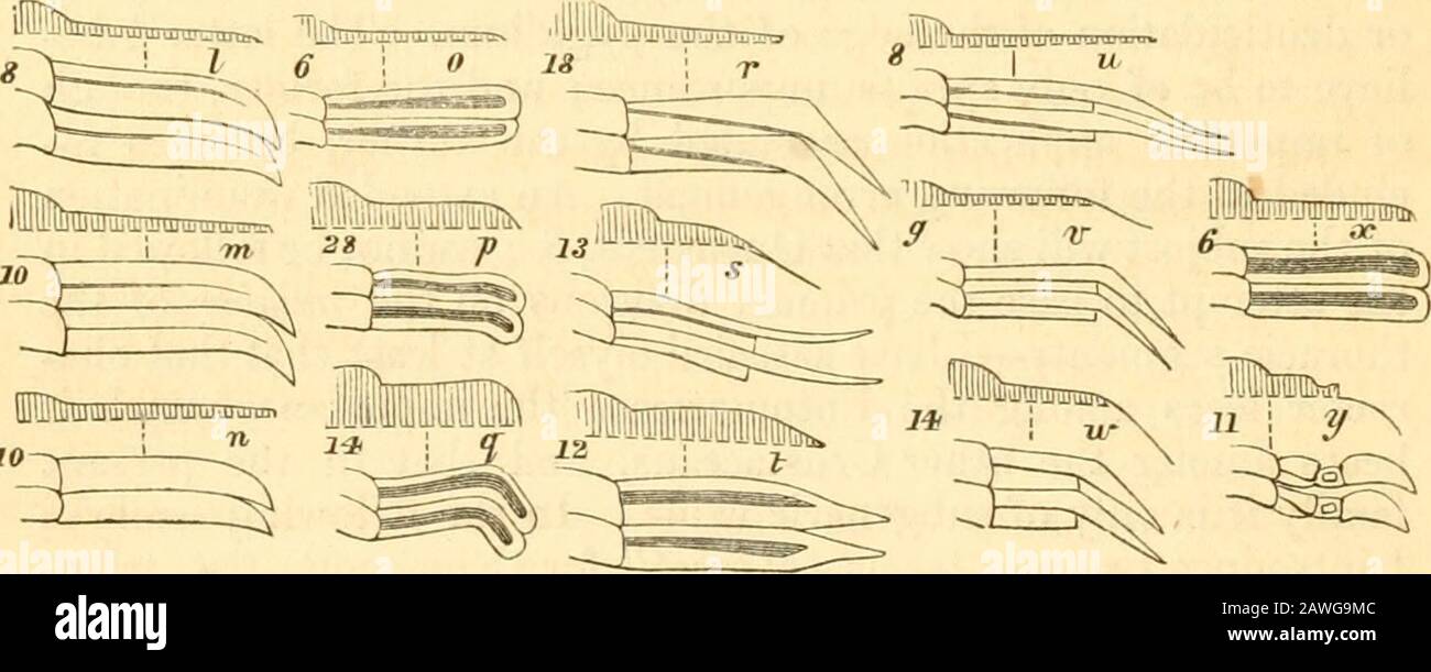 Die Annalen und die Zeitschrift für Naturgeschichte; Zoologie, Botanik und Geologie . Facettierte Pleiße von Trilobiten. I, Ogygia; m, Liclias; n. Bronteus; o, Anipyx; p, Harpes; q, Conocepha-lus; r, Paradoxide; s, Zethus; t, Cryphaeus; u, Acidaspis; V, Stau-rocephalus; w, Olenus; x, Trinukleus; y, Ceraurus. 4. HarpedincE; 5. Agnostin^B. Die britischen Genera würden sich wie folgt ordnen, und wo der Wert eines der Gruppenlegenden zuvor nicht festgelegt wurde, habe ich einige Erklärungsworte hinzugefügt. Subfam. Asaphin^. Pleurae an den Enden nach unten gebogen, jeweils mit einer ausgeprägten trigonalen Facette am vorderen Ende Stockfoto