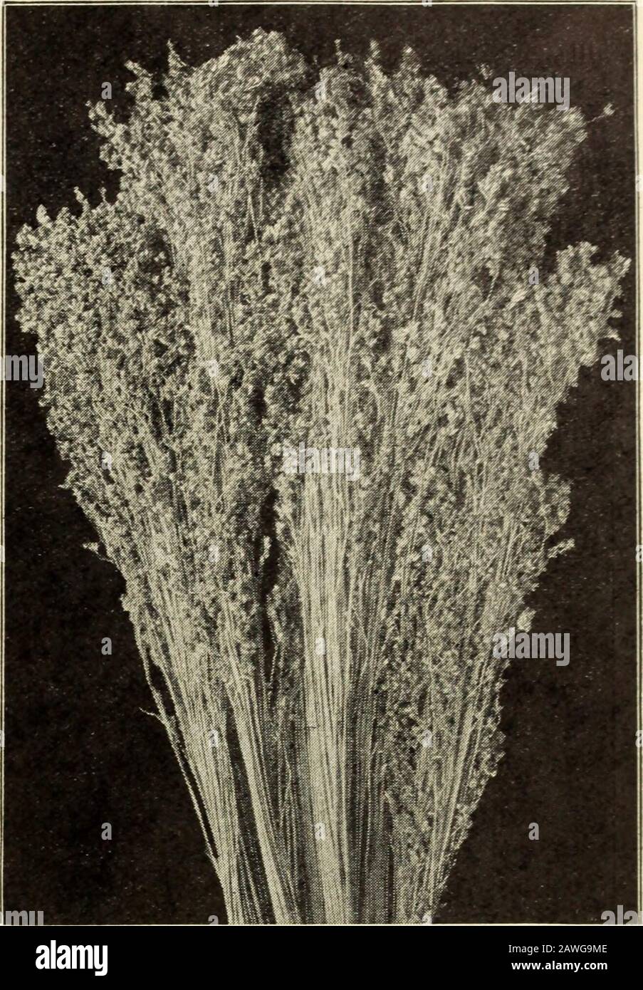 Johnsons Garten- und Bauernhandbuch : 1910 . EIN SAMENKOPF AUS MAMMUT RUSSISCHER SONNENBLUME. DIE BÜRSTE VON WEBER S VERBESSERTE IMMERGRÜNEN BESENMAIS. Webers Verbesserte Evergreen Den Besten Besen Corn im Anbau, Der Von Herrn Geo stammt und ausgewählt wurde. Weber, einer der größten Züchter von Montgomery County, PA., der seit vielen Jahren den Ruf hatte, das Beste im Staat zu haben, nachdem er seine Vorräte durch Auswahl und Verbesserung der Länge, Stärke und Geradlinigkeit der Bürste berühmt gemacht hatte. Er ist von einer leuchtend grünen Farbe. Macht mit Abstand die beste Broomsvon jedem Mais, der angebaut wird, und befiehlt die sehr hohen Preise. Höhe, 7 bis 8 fe Stockfoto