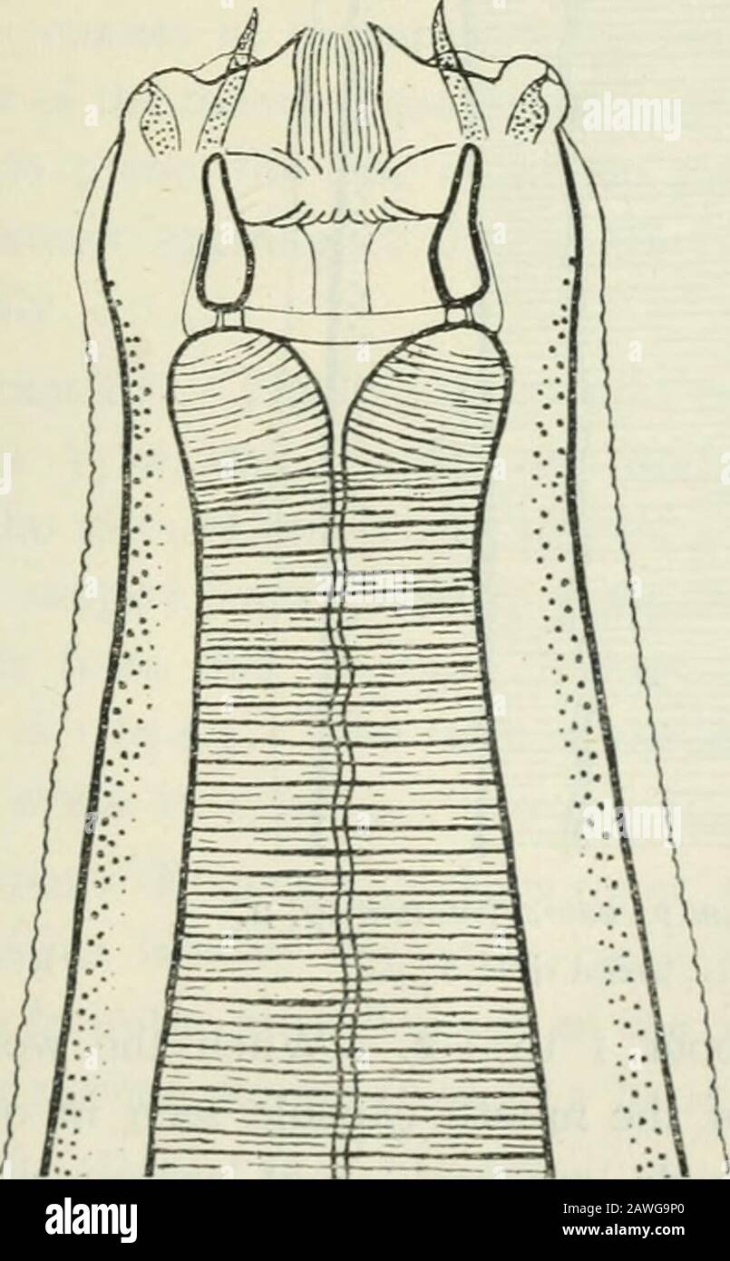 Annalen der Tropenmedizin und Parasitologie. Bkt. I Abt. (Orig.) Vol. LXXI, S. 378-410.Mathis und Mercier (1Q17). E.iste-t-il des kystes a plus de quatre noyaux chez Entamoeba dysenteriae &gt; Bull Soc. Pfad. Exot., Vol. X, S. 165-170.Smith (1918). Messungen und Beobachtungen an den Zysten von Entamoeba histolytica und von Entamoeba coli. Ann. Trap. Med. & Parasitol., Vol. 12, S. 27-69.Wexyon und OConnor (1917). Humanes Darm-Protozoen im Nahen Osten. London, Ifclcome Bureau of Sctcntifc Research. 273 STRONGTLIDAE BEI PFERDEN VI CYLICOSTOMUM PSEUDO-CATINATUM sp. N. WARRINGTON Y Stockfoto