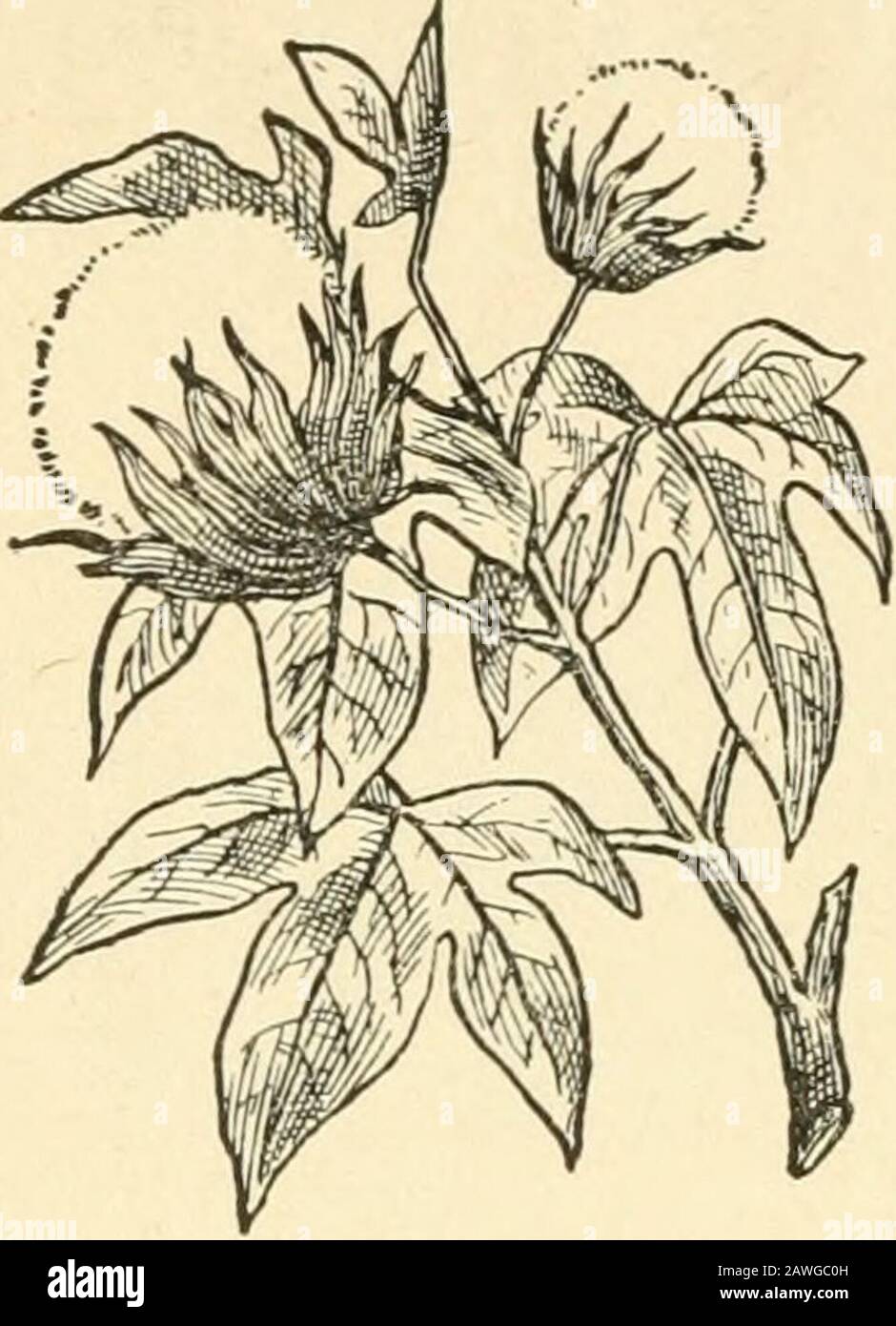 Geschichten vom Pionierleben, für junge Leser; . den Mais wachsen. Aus dem Mais wurde Mealgebäck hergestellt und zum Brot verwendet. Sie hoben Kartoffeln und vielleicht ein paar andere Dinge an. Für ihr Fleisch, Hirsche oder truthahn oder ihr Andersswild w^wie immer zur Hand. Abe himselfshot eine türkei, als er erst acht Jahre alt war. 86 Steine des Pionier-Lebens. Als ein Hirsch getötet wurde, stellte er Kleidung sowie Lebensmittel bereit. Zu dieser Zeit wurde die Kleidung der Haut oft getragen. Wenn sie ein Tuch hatten, muss es von zu Hause hergestellt sein. Der Flachs, die Wolle oder die Baumwolle wurden von der Familie großgezogen und zubereitet. Es war col-ored, gesponnen, gewebt und zu Hause in gar-ments gemacht. Y Stockfoto