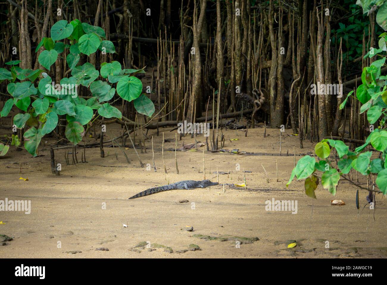 Juveniles Mündungskrokodil (Crocodylus porosus), das auf dem Madflat am Ufer des Johnstone River, North Queensland, sonnenbaden soll Stockfoto