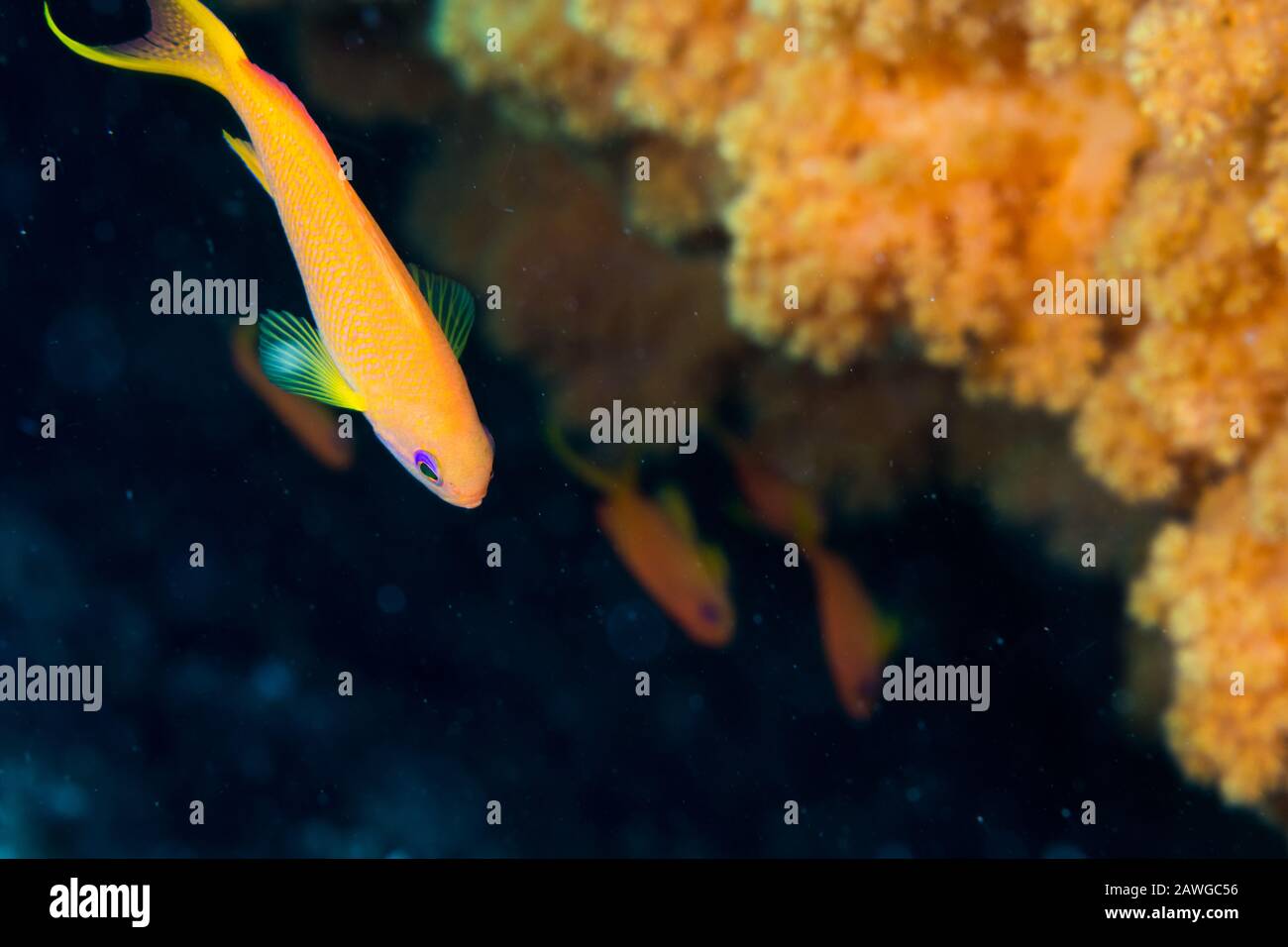 Sea goldie, Pseudanthias squamipinnis (Peters, 1855). Kushimoto, Wakayama, Japan Stockfoto