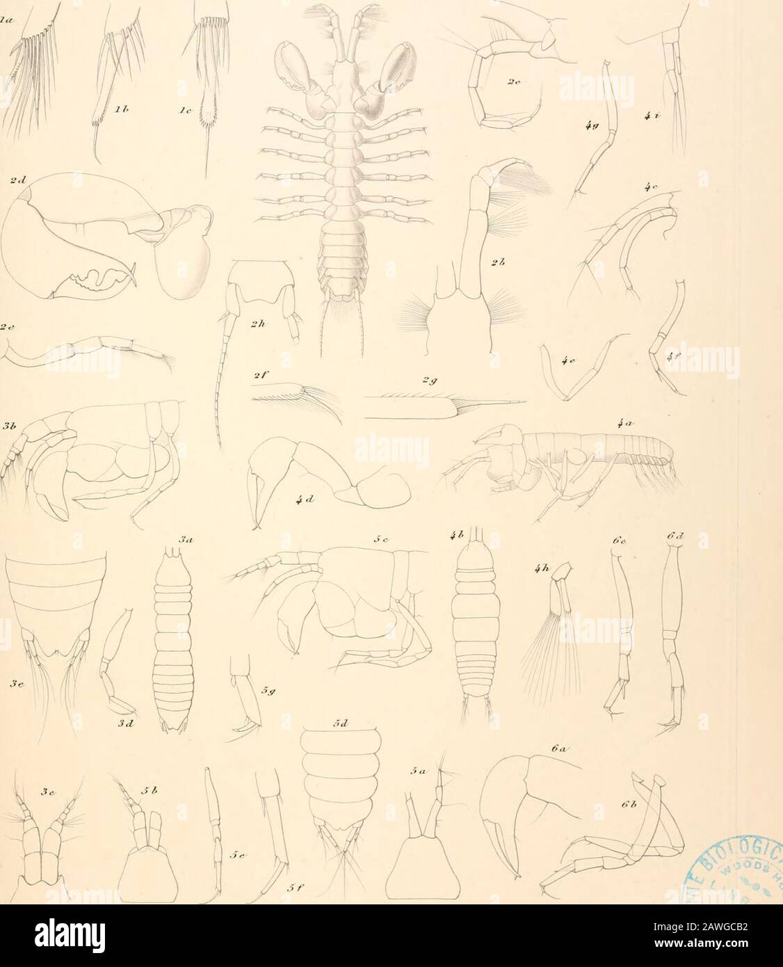 Die dänische Ingolf-Expedition . l.Aftseudar vt&trvus n. * P. L A tenuis n. */&gt; 3.A.giiriti.r x&gt;rm.t si. J. A. gfa, tp. Ff.2Tcotana.TS serraitspin&sifrs Norm * Jlte *, Die ln./nir Expedition. M 3. A.J.A. Hiinsfn. Crustacea MaLicostraai II PI II beleuchtet. 1. Jfeotanat-s aerratiap&rvo&Ust Mam.i.stebl. Z. JT. /i&lt;/-inlsus n.rp. 3. Pseuiiotiijntix fercipaiuj LUtfei.4 1. Ltbj/.vsi rujp. •H.P.LTIYEBORGII &0.S. 6. S. &lt;"•nl.itu.i n,.sp. FL.J HlUl Jc/t .Iff r.Y M.M-r tc . r/,.- Tngolf Expeditions. M.3. HJ H.ms.i, Crustacea Malacostraaz II /•/./// Stockfoto