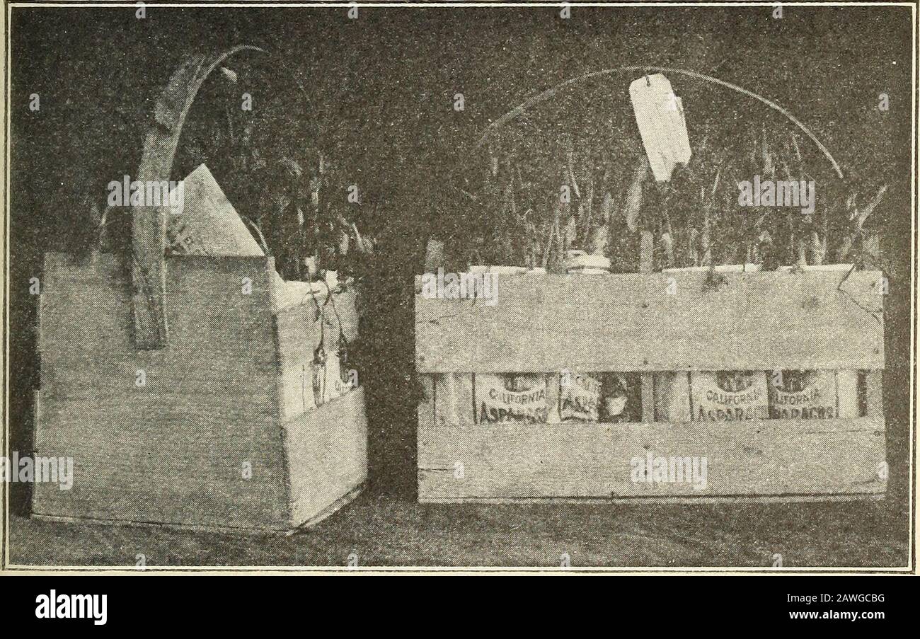 Experimente mit udo, dem neuen japanischen Gemüse. Abb. 3.-Der erste kommerzielle bereich von udo in den Vereinigten Staaten, auf dem Spargelfarm von M. E. Meek, Antioch, Cal. Abb. 4.-EINE Kiste von ticlo, wie sie erschien, nachdem sie von Antioch, Cal., nach Wash-ington, D. C. Verschifft Wurde, Indem die Triebe den Boden auflagen, und viele der Spitzen waren grün vor Sonneneinstrahlung über den Bergen. Auch wenn sie leicht abfärbt waren, waren sie von guter Qualität, wenn sie für den Tisch vorbereitet wurden. 4 BULLETIN 84, US-LANDWIRTSCHAFTSBEHÖRDE. Es besteht kein Zweifel, dass das uclo es verdient, in unsere Liste der Spri aufzunehmen Stockfoto