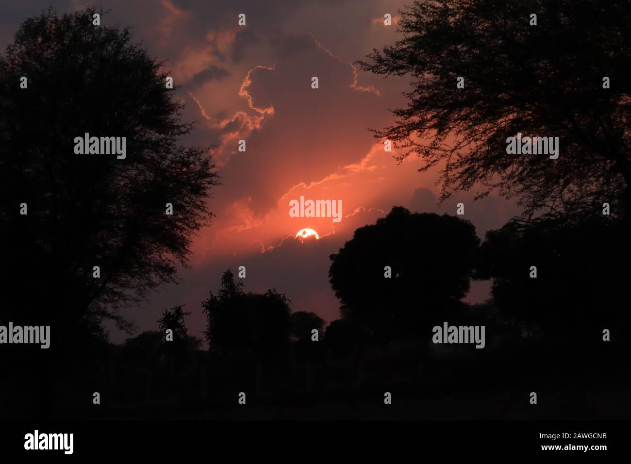 Silhouette des Sonnenuntergangs am Abend mit violetten und roten Wolken am gelben Himmel, Landschaftsbilder, Silhouette des Baums im Wald, Sonnenuntergang in Wolken Stockfoto