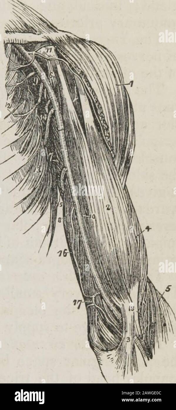 Ein System menschlicher Anatomie, allgemeiner und spezieller Musculus