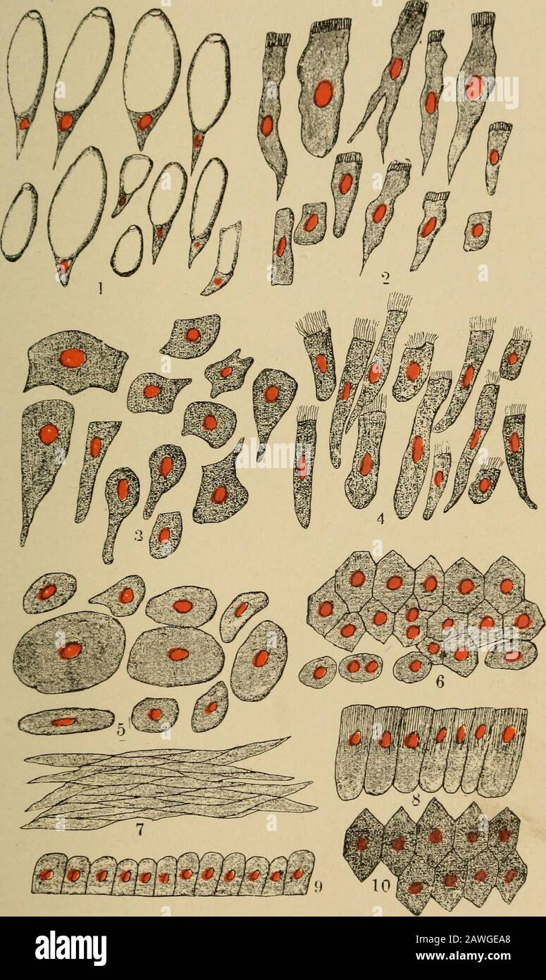 Das Wesentliche des healthA-Textbuches der Anatomie, Physiologie, Hygiene, Alkohol und Betäubungsmittel . columnarcells, das die Darmfillen umgibt;(3) Zellen aus Bindegewebe; (4) ciliierte Zellen fromdie Luftröhre; (5) abgeflachtes Epithel aus der Mundschleimhaut; (6) Leberzellen; (7) Zellsvon der Körperoberfläche; diese Zellen haben nonuclei; (8) Zellen aus den Speicheldrüsen; (9) Zellsäumen die Herzhöhlen; (10) Pigmentzellen frommes Auge. Das Leben einer Zelle. Es ist wahrscheinlich, dass die große mA-jority von Zellen vergleichsweise kurz gelebt wird.Wir Stockfoto