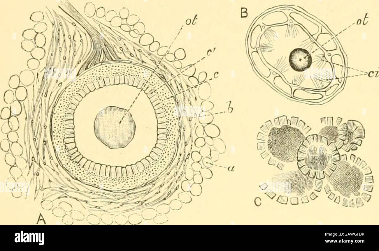 Die Cambridge Naturgeschichte . es gibt in verschiedenen Genera und