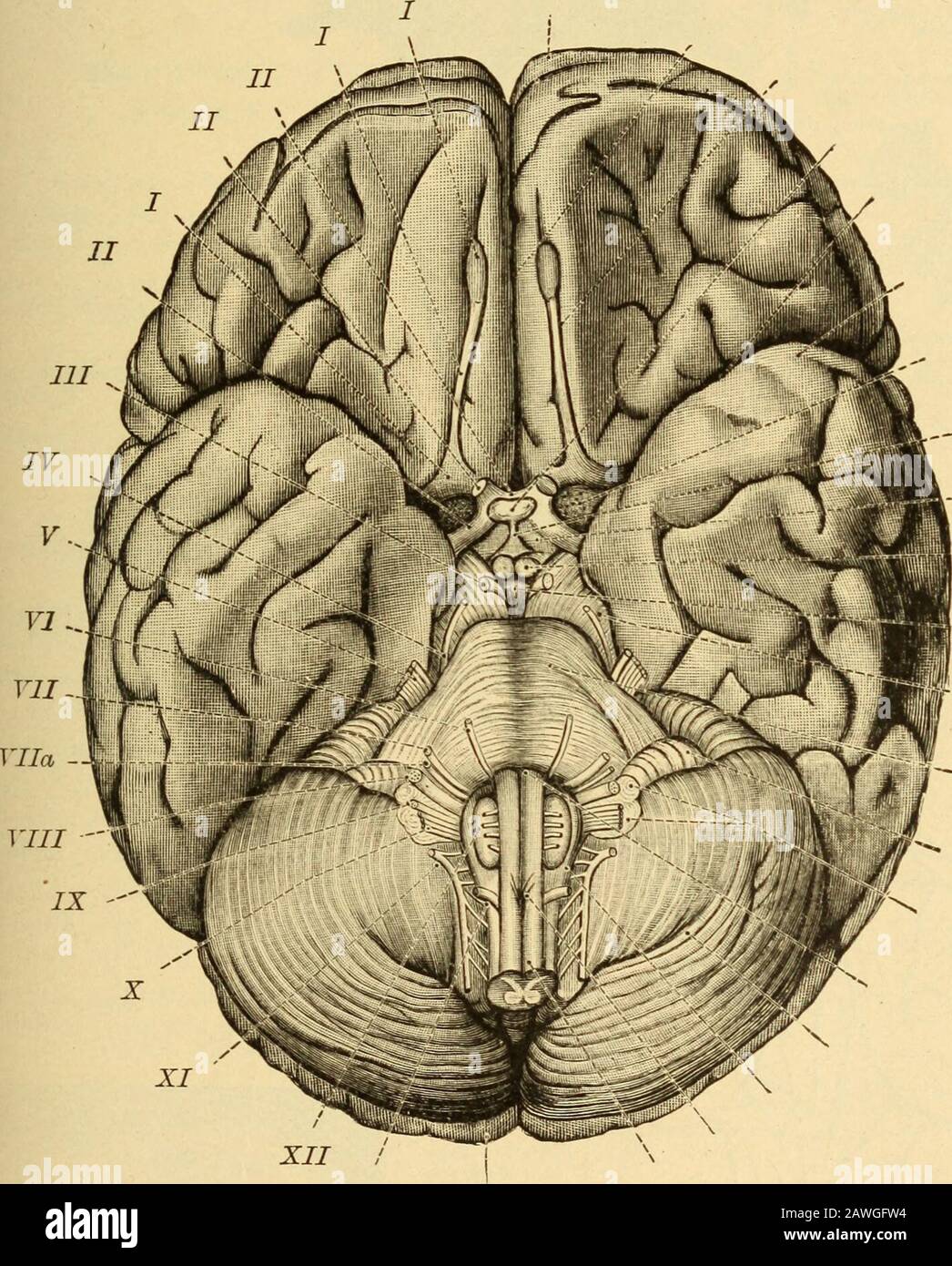 Erkrankungen des Nervensystems .. . "Ortion", die wir als mittleren Regen bezeichnen; hier auch wir. Abb. 43.-Rase der Gehirnnerven von Braix axd. Suchen Sie nach den Hauptabteilungen des Menschen, der Korpora qtiadrigemina (siehe Abb. 44und 45) oben, die Fissure des Sylvius unten und darunter die Faser, die an den oberen Stiegenkeln des Kleinhirns und des Pedunculi-Kleinhirns massiert wird (Abb. 46, 47, 48, 49). Seine Nticlei (Neuronzellen) liegt auf der gesamten Länge des Bodenbelägen des Aquädukts von Sylvius, von seinem frontalen Ursprung fast bis zu seinem kaudalen Ende;5 52 HISTOLOGIE DES ZENTRALEN NERVENSYSTEMS die Kerne des Stockfoto