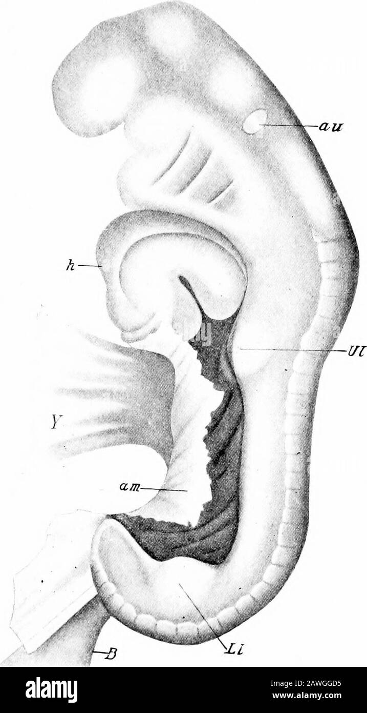 Die Entwicklung des menschlichen Körpers; ein Handbuch der menschlichen