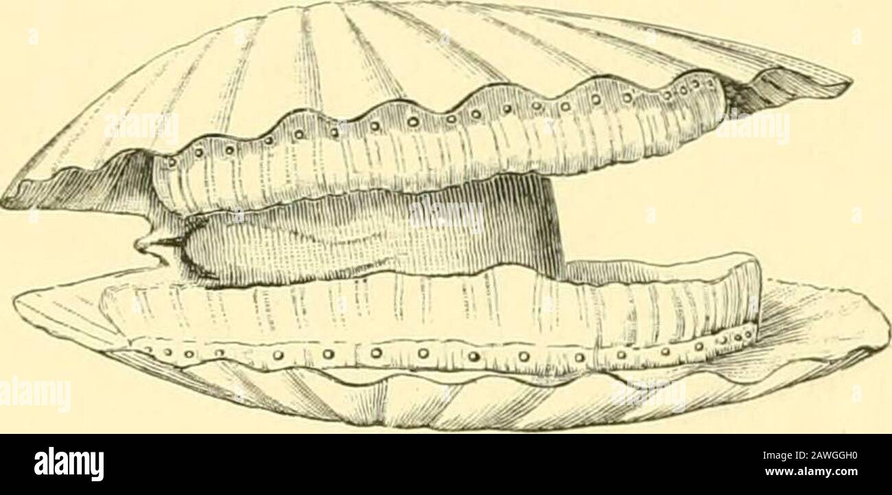 The Cambridge Natural History . Shell Gapes (Abb. 93). Bei Pecten opercularis,jacohaeus und maximus variiert ihre Zahl von 80 bis 120.Bei Si^ondylus gaederoipus, einer sehr unäquiventilierten Schale, haben 60 auf die rechte oder feste Armatur und 90 auf die linke oder obere Klappe gestoßen. Jeder Ocellus ist mittels Nervus itsopticus mit dem Nervus largecircumpalleal verbunden und sägt den verzweigten gan-glion. Sie besitzen eine Hornhaut, Linse, Choroidea und einen Optiknerv, und laut Hickson hat^ eine als überdenklich ersichtbare Ähnlichkeit mit dem Wirbeltiertyp des Auges. Trotzdem tut es die Macht des Sehens in diesen Genera Stockfoto
