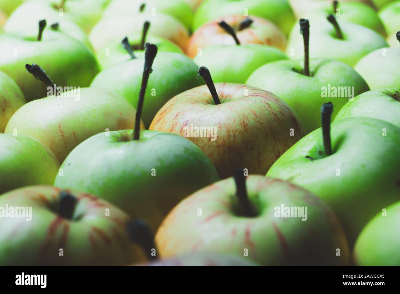 Viele Äpfel Hintergrund. Frische Früchte. Organische gesunde Lebensmittel. Vegetarische Ernährung Stockfoto