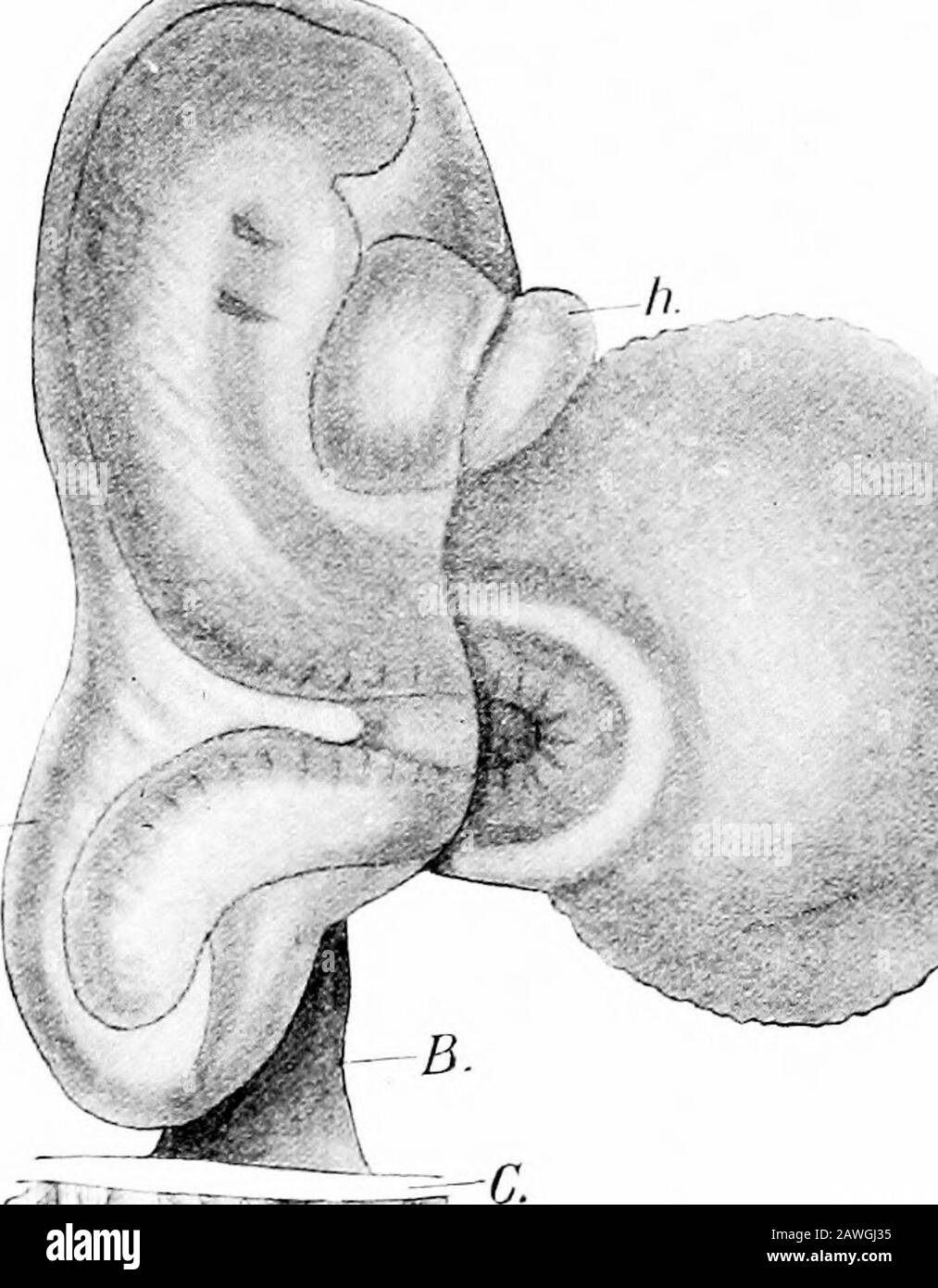 Die Entwicklung des menschlichen Körpers; ein Handbuch der menschlichen Embryologie . Abb. 42.-Embryo 2,5 mm. Long.am, Amnion; B, Bauchstiel; //, Herz; M, geschlossen und M, immer noch Furnierungen der medullären Nut; Om, omphalo-mesenterische Vene;OS, orale Fossa; Y, yolk-sac.-(Kallmann.) (ms), Strukturen, die im Kapitel Thesuceeding ausführlich beschrieben werden. Die Trennung des Embryo von der Entwicklung DES MENSCHLICHEN KÖRPERS: Der Dottersack (Y) ist stark fortgeschritten, und das Sakkom zeigt offensichtliche Hinweise auf eine Verengung genau dort, wo es auf den Körper des Embryo trifft. Der Leiter projiziert moremarkedisch über die Anter hinaus Stockfoto