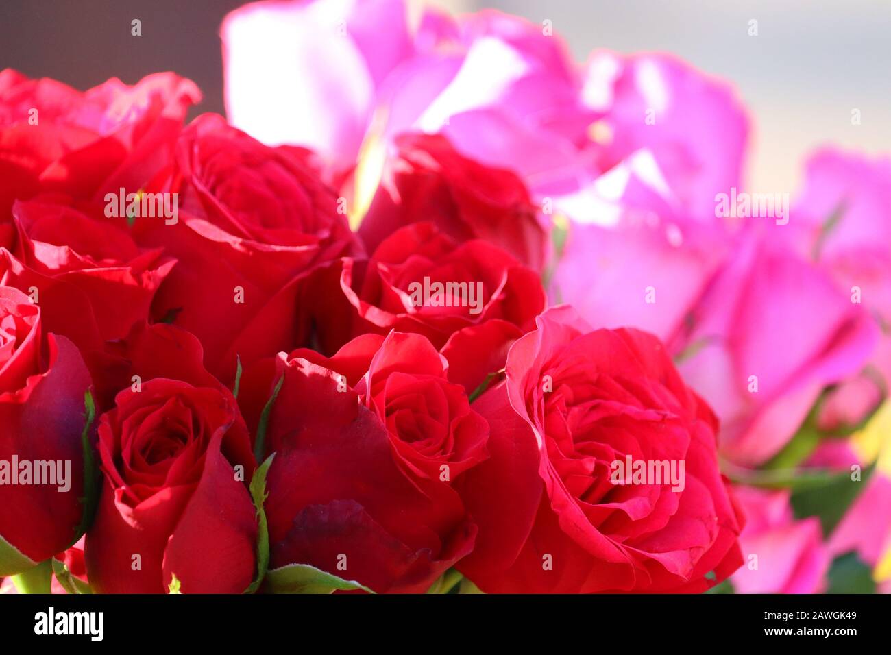 Nahaufnahme einer roten Rosengruppe mit rosa verwischtem Rosennishintergrund auf dem Markt für Straßenrosen, chennai, Markt für Straßenrosen Stockfoto