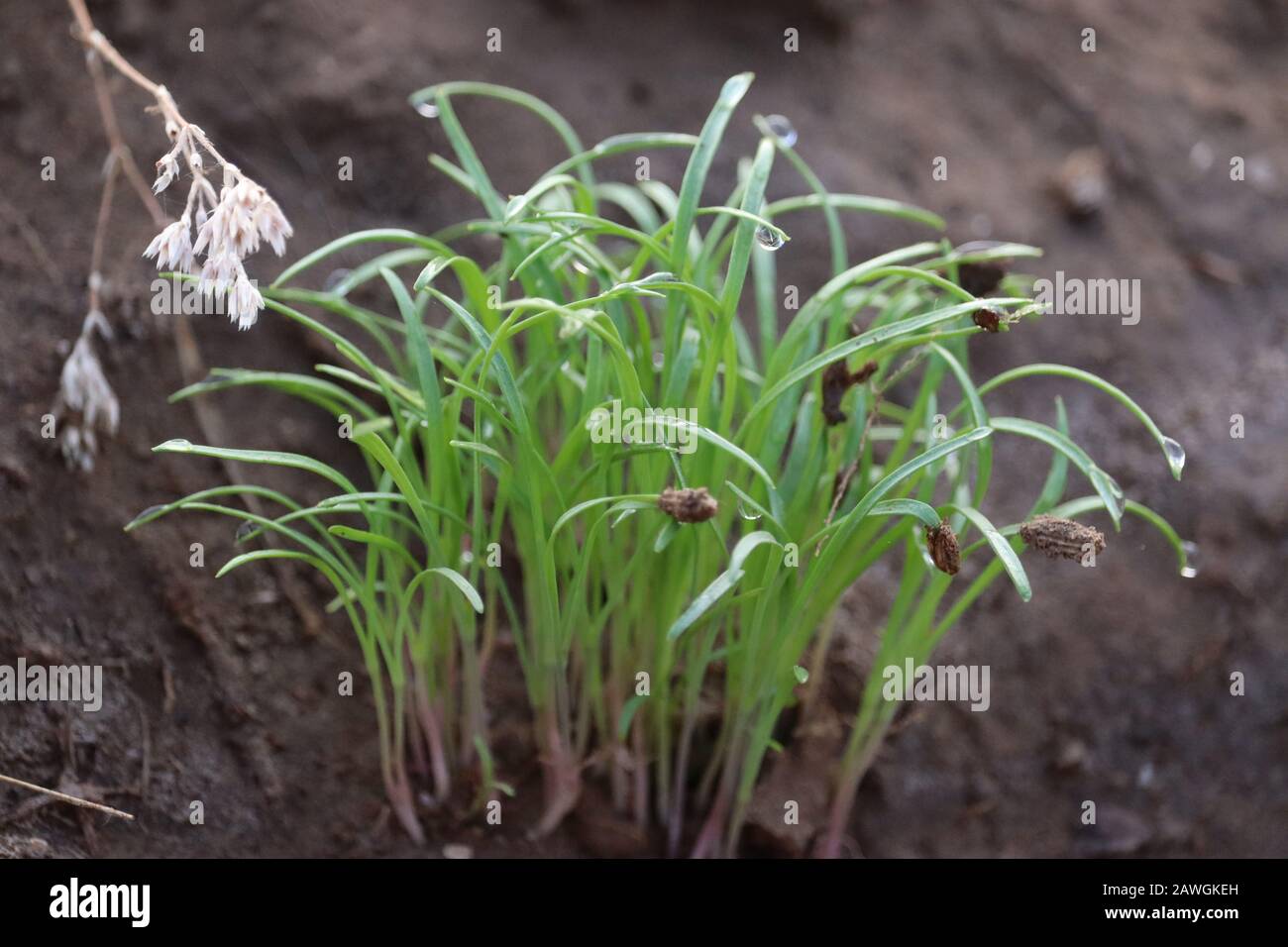 Nahaufnahme einer Fenchelpflanzengruppe im Fenchelfeld, Nahaufnahme von Fenchelsamen auf grünen Fenchelpflanzen, Freilandpflanzen Stockfoto