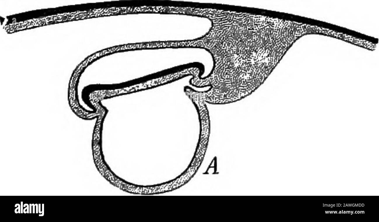 Die Entwicklung des menschlichen Körpers; ein Handbuch der menschlichen Embryologie . dulläre Nut;nc, neurenterischer Kanal; PS, primi-tive Streifen; y, Dottersac.-(vonSpec.) Größe und bildet jetzt eine Pedicle, bekannt als Bauchstiel (b), an dessen Extremitäten der Dottersack (y) ist. Darüber hinaus liegt die Amnionhöhle (A) nun etwas excen-trisch in diesem Pedicle, in der Nähe dessen, was vielleicht von ofas seine vordere Oberfläche gesprochen hat. Der Embryo besitzt noch eine abtötende Form und kann noch als flache Scheibe beschrieben werden, die auf der Oberfläche des Dottersacks schwimmt. Diese allgemeine Form bleibt auch in einem anderen Embryo erhalten, der als Embryo bekannt ist Stockfoto