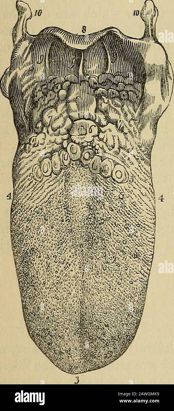 Das Vade Mecum des Anatomen: Ein System der menschlichen Anatomie . vallatse, an der Wurzel der Zunge, sind eine Reihe von Schleimdrüsen {lingual), die sich auf der Oberfläche öffnen. Unter der Zungenspitze befindet sich auch ein kleiner Haufen. Gefäße und Nerven.-Die Tongueis werden reichlich von den Spracharterien mit Blut versorgt. Die Nerven sind dreizahlig und groß: Der Gustatoryzweig der fünften, der den Papillen zuteilwird, und der von gemeinsamem Gefühl und Geschmack ist; der Glosso-Pharyngeal, der sich auf die Schleimmambrand und die Drüsen der Zunge verteilt, und auf die Papillen rund Stockfoto