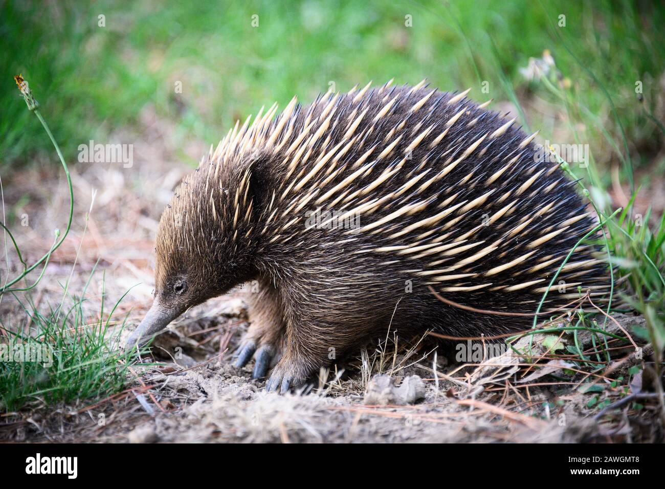 Eine unserer seltsamen und wunderbar süßen australischen Säugetiere, die Echidna. Stockfoto