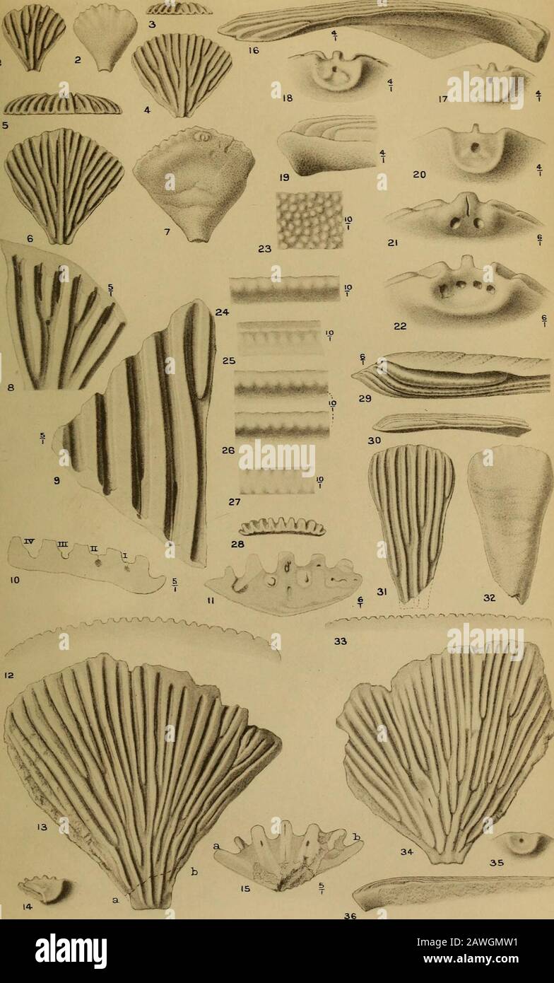 The Quarterly Journal of the Geological Society of London. S and Sketches by J. Green. JPetalocrinus mirabilis (S. 427). Abb. 37. (F 2) Dorsale Ansicht; die Armlüfter nummerierten willkürlich i-v. 38. (D 1) Dorsale Ansicht; die Armlüfter nummerierten willkürlich i-v. 39. (DL) Dorsalbecher, in derselben Ausrichtung. X 6 Durchm. 40. (K) Dorsale Ansicht eines Armfächers; die dorsale Oberfläche, die in Teilen entfernt wurde und die Hohlräume des Fossils und den Boden der teventralen Oberfläche belichtet. 41. (A) Dorsale Ansicht; die Armlüfter nummerierten willkürlich i-v. NAT.-Größe. 42. (A) Dorsale Ansicht des dorsalen Bechers, in derselben Ausrichtung, zeigt columna Stockfoto