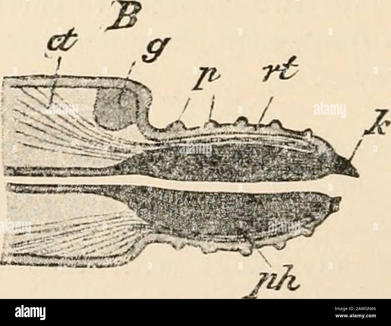 Textbuch der vergleichenden Anatomie . ABB. 132.-Diagrammatische Darstellung des Pharyngealapparates eines fleischfressenden Annelids, g, Gehirns; pH, Pharynx; l Kiefer; m, Mund; rt, Traktoren; pt, Protraktoren; vt, anteriorsoft-häutiger Teil des Pharyngealapparates; p, seine Papille?. A, Pharyngealapparat in einem abgehobenen Zustand. B, In einem hervorstehenden Zustand. In B weist ct auf Retraktoren hin; rt, anteriorer weichhäutiger Teil des Pharyngealapparates. Viele Segmente. Wir können generell drei Modifizierungen dieses Pharyngealapparates unterscheiden. 1. Der Pharyngealapparat besteht aus Stockfoto