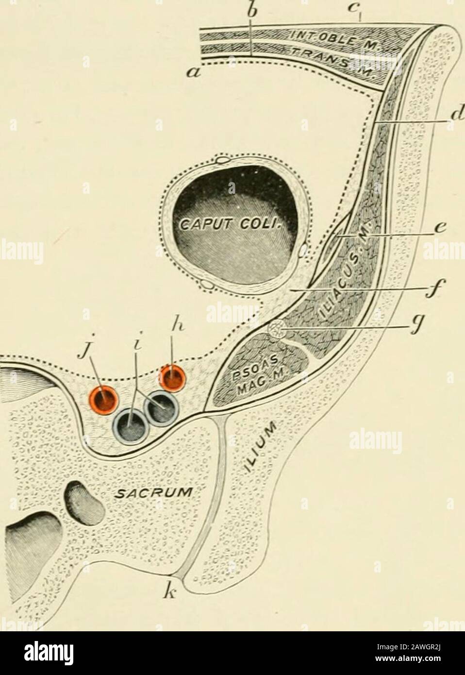 Operativer Eingriff, die möglicherweise geteilt wird, wenn nötig, aber alsoto verhindern, wenn nicht wünschenswert, den Eintritt in die Ummantelung des Musculus therectus. Die relative Direktion der Fasern der respektiven Strukturen, die das Cecum überliechen, sollte sorgfältig beobachtet werden, auch ihre Beziehung zu den kontiguösen vaskulären, nervösen und anderen Strukturen (Abb. 921), nicht nur um eine korrekte Erkennung der Strukturen zu ermöglichen, sondern auch, um eine intelligente Trennung ihrer Fasern zu ermöglichen, sollte es die Umstände erfordern. Für die operative Behandlung der Appendizitis werden fünf Klassen von Fällen in Betracht gezogen, die arra Stockfoto