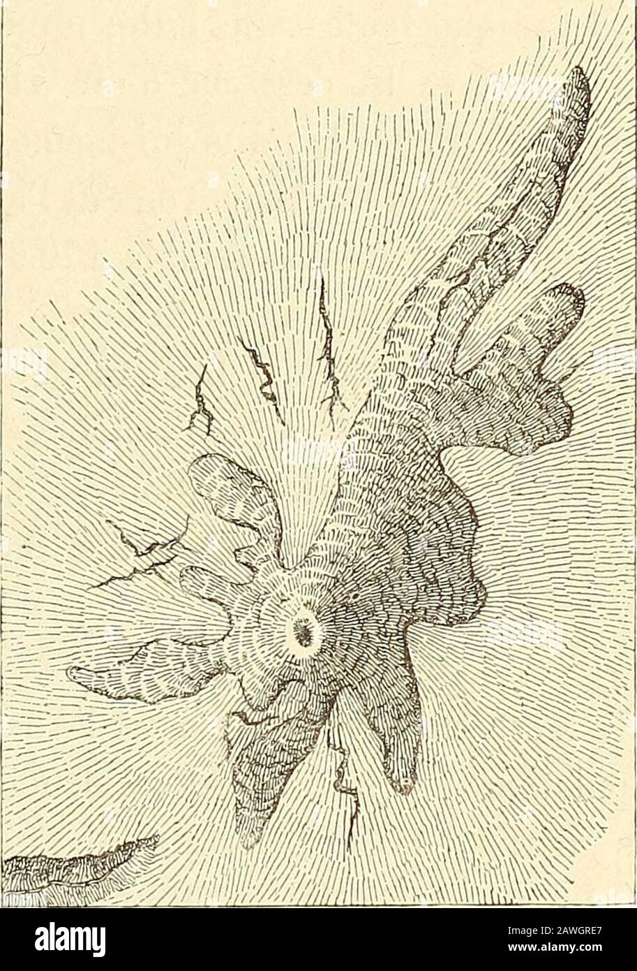 Nouvelle Géographique universelle : la terre et les hommes. Les vasescontiennent aussi des algues, desracines de joncs et de plantesaquatiques divers : la source duvolcan est évidement en com-munication avec le Fond des " li-mans" et le lit de la mer; Über dutque lors des tempêtes on entendun mugissement continu dans lepuits des montagnes de boue.Jadis des Fragments de poteriesgrecques et scythiques se trou-vaient en très grande quantitédans les argiles rejetées par les cratères et dans le voisinage immédiat des monticules. Pallas se demande, pour expriquier la présence de ces débris, si les an Stockfoto