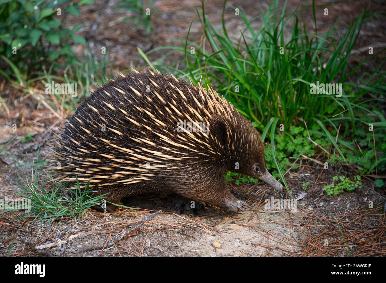 Echidna auf der Jagd nach dem Abendessen Stockfoto