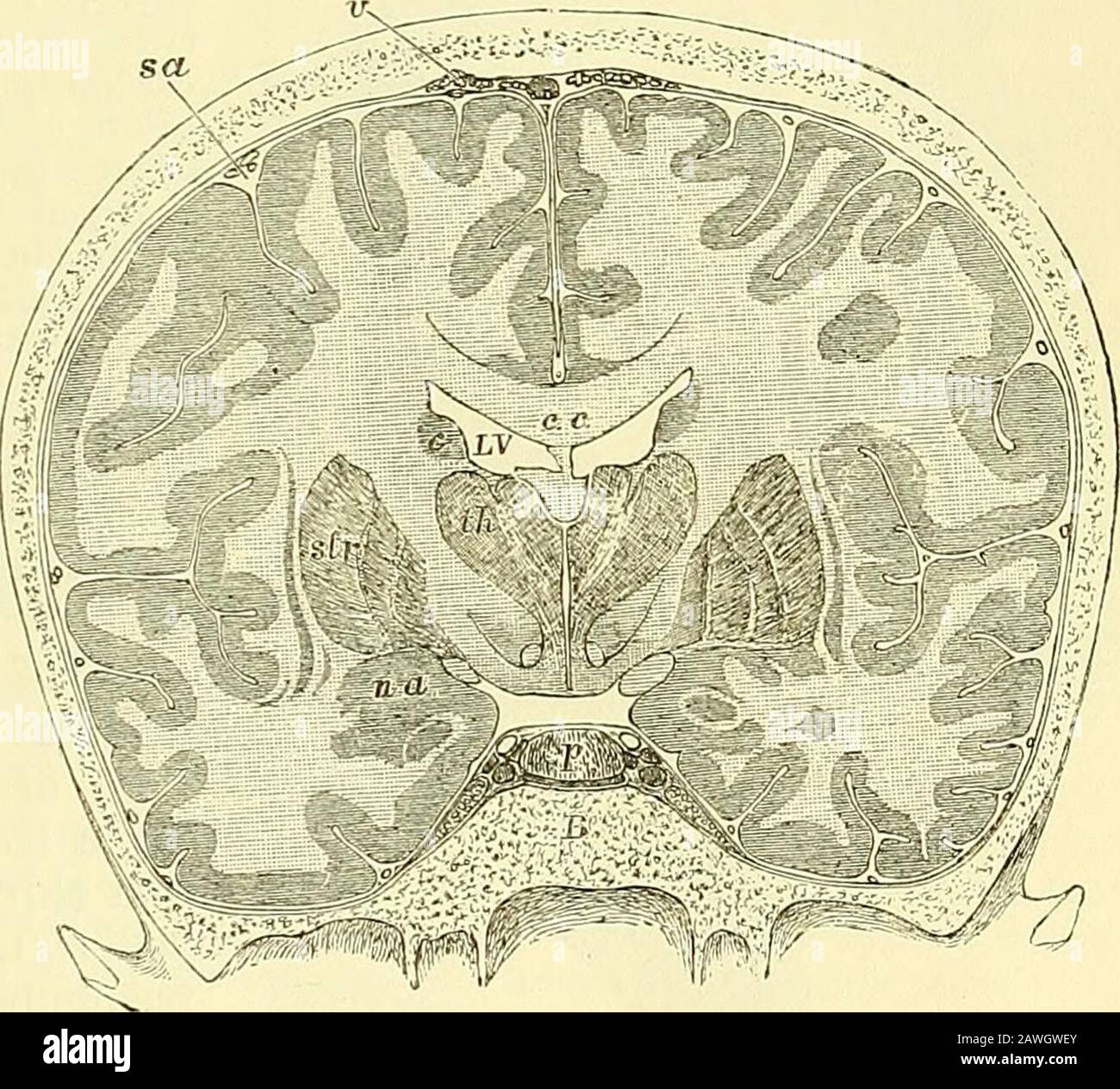 Quains Elemente der Anatomie . d in den geraden Sinus, wobei er in der Regel zuerst in einen einzigen Stamm einte. Die Korpora striata {Ganglien der Gehirnhemisphären), die sich vorne und außen an der optischen Thalami befinden, sind zwei große ovoide Fig. 306. - Trans- Abb. 306. VEKSE-ABSCHNITT DURCH DEN BRAINAND-SCHÄDEL, DER IM GEFRORENEN ZUSTAND (KEYAND RETZIUS) HERGESTELLT WURDE. J c, c, Corpus callo-sum; unterhalb seines Mittelteils das Septum luci-dum, und unterhalb dessen wird der Fornix; L V,lateral ventricle; TH,thalamus; zwischen Thetwo thalami ist der Thirdventrikel zu sehen; belowthe thalamus is thesubstantia innominata;sir, lentia Stockfoto