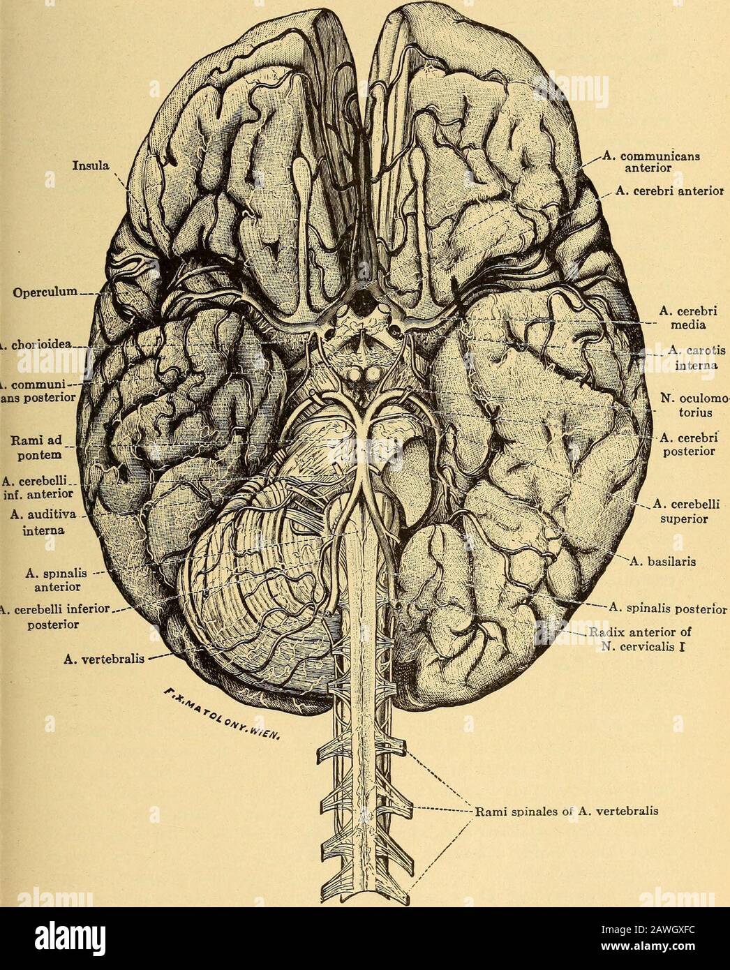 Erkrankungen des Nervensystems .. . ne arteryis die wichtigste der Arterien, die an den Cortex und Supplythe occipitallappen, den Gyrus hippocampi und die dritte zeitliche Konvolu-tion übergehen; Dies versorgt den Bereich der Fissura Calcarina und die hintere Divi-Version der optischen Strahlung von Gratiolet, eine Okklusion, die den Sehsinn ernsthaft beeinträchtigen kann. Unter den Arterien, die auf der Basis des Gehirns sichtbar sind, sehen wir die Wirbelaland-Basilararterien und ihre Äste, auch den Kreis von Willis, der am wichtigsten ist; die mittlere Gehirnarterie kurz nach ihrem Ursprung passiert und Stockfoto