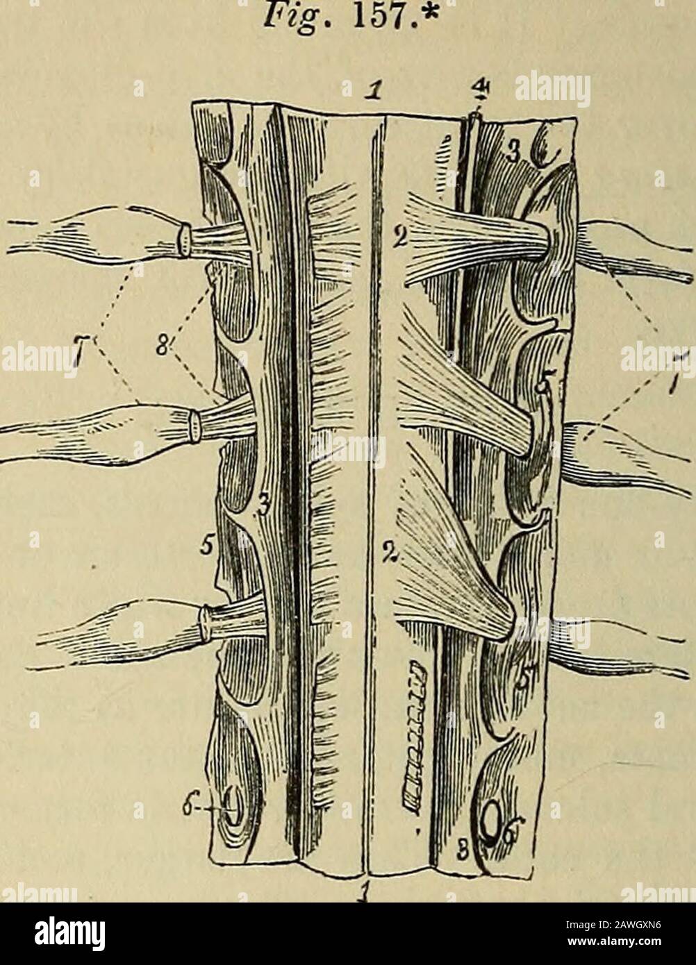 Das Vade Mecum des Anatomen: Ein System der menschlichen Anatomie . ch entweicht Thi^den Bandvertebralforamen und teilt sich in einen vorderen Ast für die Versorgung des vorderen Körperaspekts und einen hinteren Ast für den posterioraspekt. In der ersten zervikalen und letzten Sakral- und Kokzygealnerven-Thisteilung findet innerhalb der Dura mater und in den oberen vier Sakralnerven nach außen zu dieser Höhle, aber innerhalb des Sakralkanals statt. Die vorderen Äste sind mit Ausnahme der ersten beiden Halsnerven größer als die hinteren; eine Anordnung, die in der größeren Ausdehnung von sur proportional ist Stockfoto