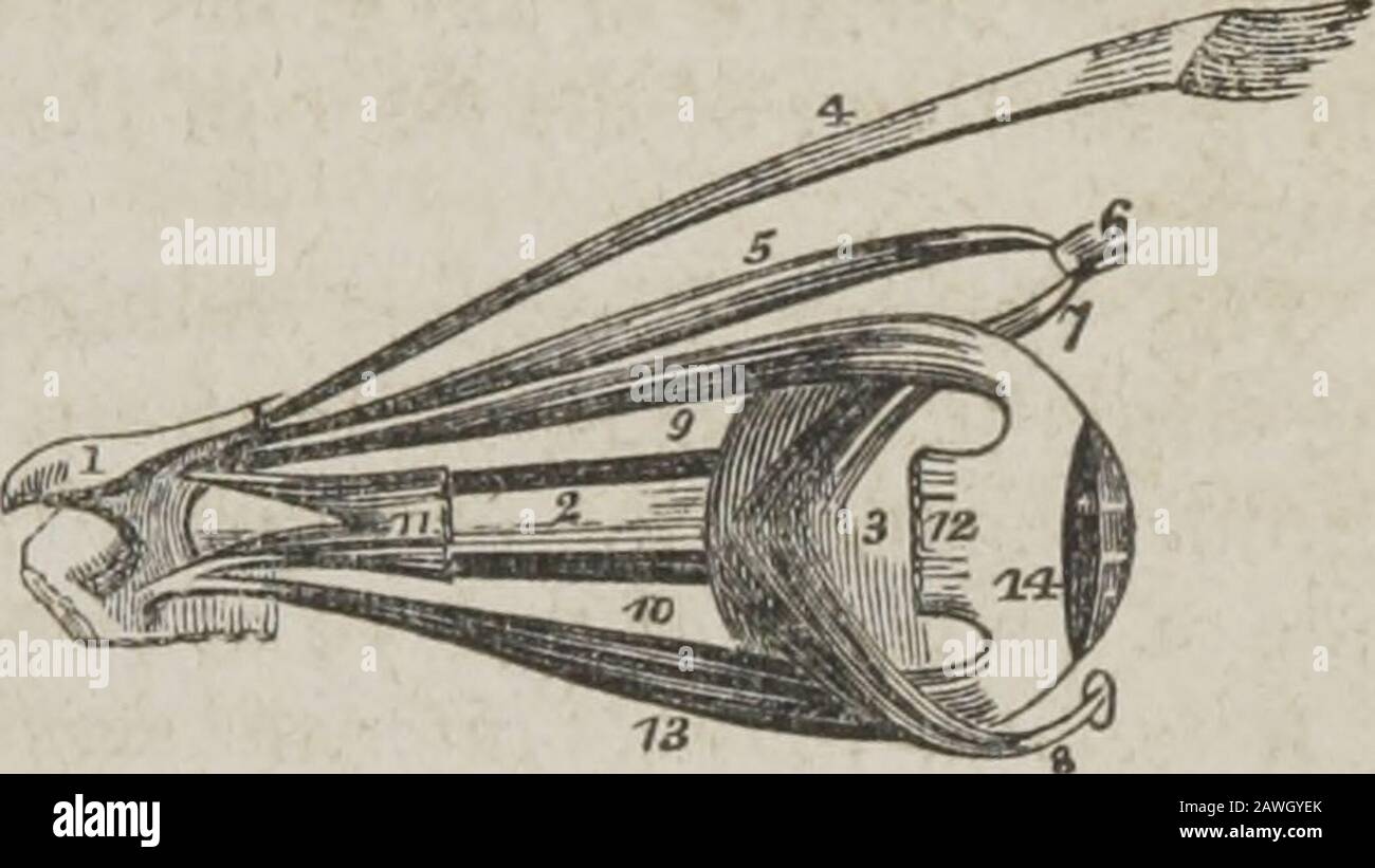 Ein System der menschlichen Anatomie, allgemein und speziell . LEVATOR PALPEITE. 189 drückt die Schlachrymalsac. Dr. Horner kennt zwei Söhne, die die freiwillige Kraft haben, die Deckel durch diese Muskeln nach innen zu ziehen, um die Punkta im Augenwinkel zu begraben. 3. Okular Growp.-Levator palebral, Rectus Superior, Rectus inferior, Rectus internus, Rectus externus, Obliquus Superior, Obliquus inferior. Dissektion.-Um die Umlaufbahn zu öffnen (das Calvarium und die Hirnhavingwurden entfernt), muss der Frontalknochen an der Innerste des Orbitalgrats und nach außen an seiner äußeren Extremität durchgesägt werden. F. Stockfoto