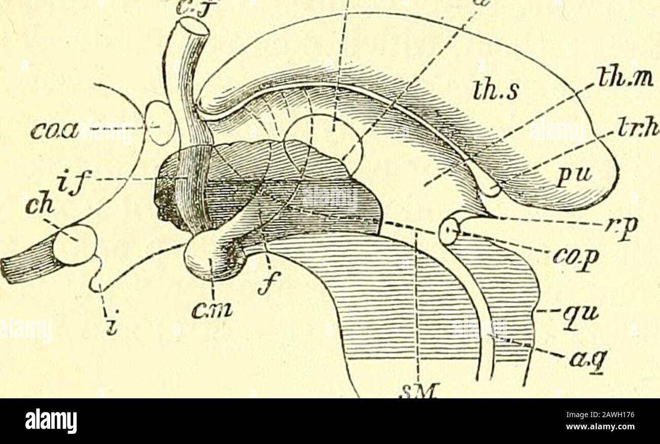 Quain's Elements of Anatomia. Nterior Pillars or columns of the Fornix (Abb. 305, Cf), cylindricalinform, kann nach unten, leicht voneinander getrennt, durch die graue Substanz an den Seiten des dritten Ventrikels, vor den 348 CEREBEAL HEMISPHÄREN, verfolgt werden. Foramina von Monro, von denen sie die vorderen Grenzen bilden, kurvig zu den Korpora albicantia. Dort dreht sich jedes Kohimn selbst hoch, wodurch eine verdrehte Schleife entsteht, die den weißen Teil der Corpusalbicane bildet, und daraus kann (als Bündel von Vicq dAzyrs) nach oben in den vorderen Kern der Optik zurückgeführt werden Stockfoto