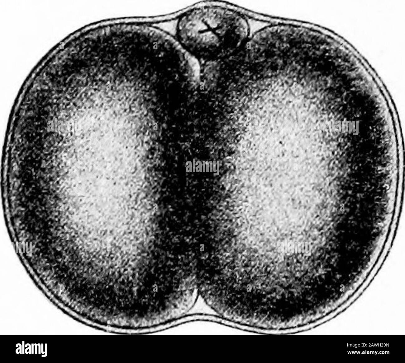 Die Entwicklung des menschlichen Körpers; ein Handbuch der menschlichen Embryologie . Fahren Sie mit dieser Regularität fort, die die Segmentierung von Amphioxus oder einem Amphi-bian markiert, aber zunächst in zwei leicht eindeutige Zellen unterteilt (Abb. 20), danach werden die Sparten unregelmäßig, dreizellig, vierzellig, fünfzellig und sechszellig in verschiedenen Fällen beobachtet. Es bildet sich auch kein Hohlvesikel oder blas-tula, sondern eine feste Zellmasse, die als Morula bezeichnet wird.Diese Struktur ist jedoch nicht vergleichbar mit der Blastulaof der unteren Formen, sondern entspricht einem s Stockfoto