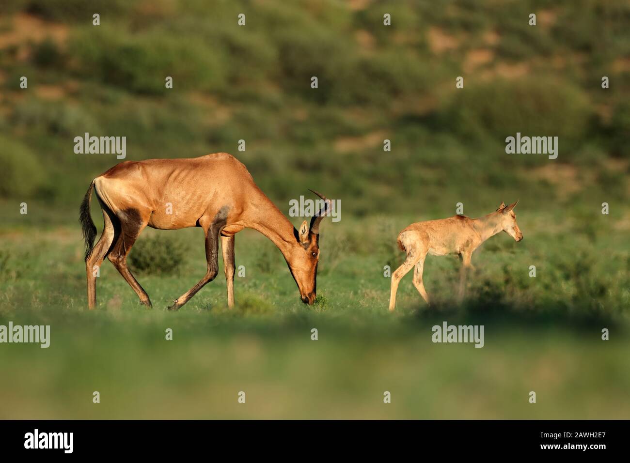 Rote hartebeest Antilope (Alcelaphus buselaphus) mit jungen Kalben, Kalahari, Südafrika Stockfoto