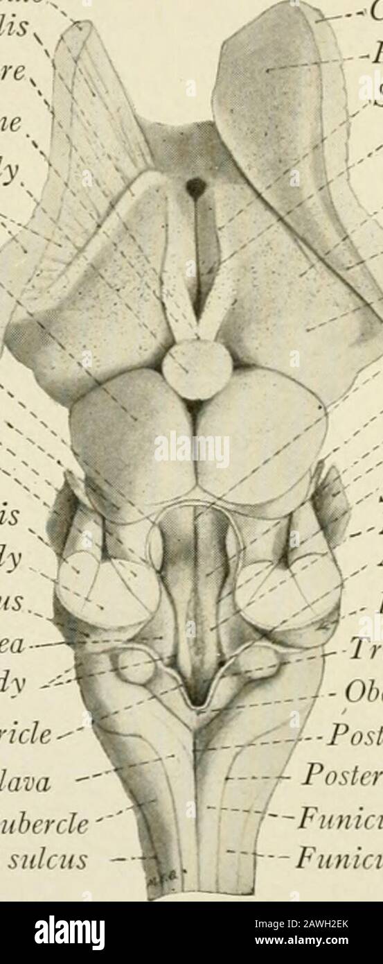 Die Anatomie des Nervensystems, vom Standpunkt der Entwicklung und Funktion. Pineale körperposteriore Extremität der inneren Kapsel. Superior Colliculus ^S?Optic Radiation Attachment anterior medulläre velumInferior colliculus Superior fovea vBrachium conjunetivum ^s. Brachium pontis Restiform Body Dorsal cochlear Nucleus Acoustic area Inferiores fovea and restiform body -?- Tania of Fourth Ventricle-Clavacunealc tuberclePosterior lateral Sulcus. - Corona radiata-Head of Caudate nucleusStria medullaris of thalamus, Third Ventricle, Thalamus, Tail of Caudate Nucleus. ?? -Pulvinar, Median su Stockfoto